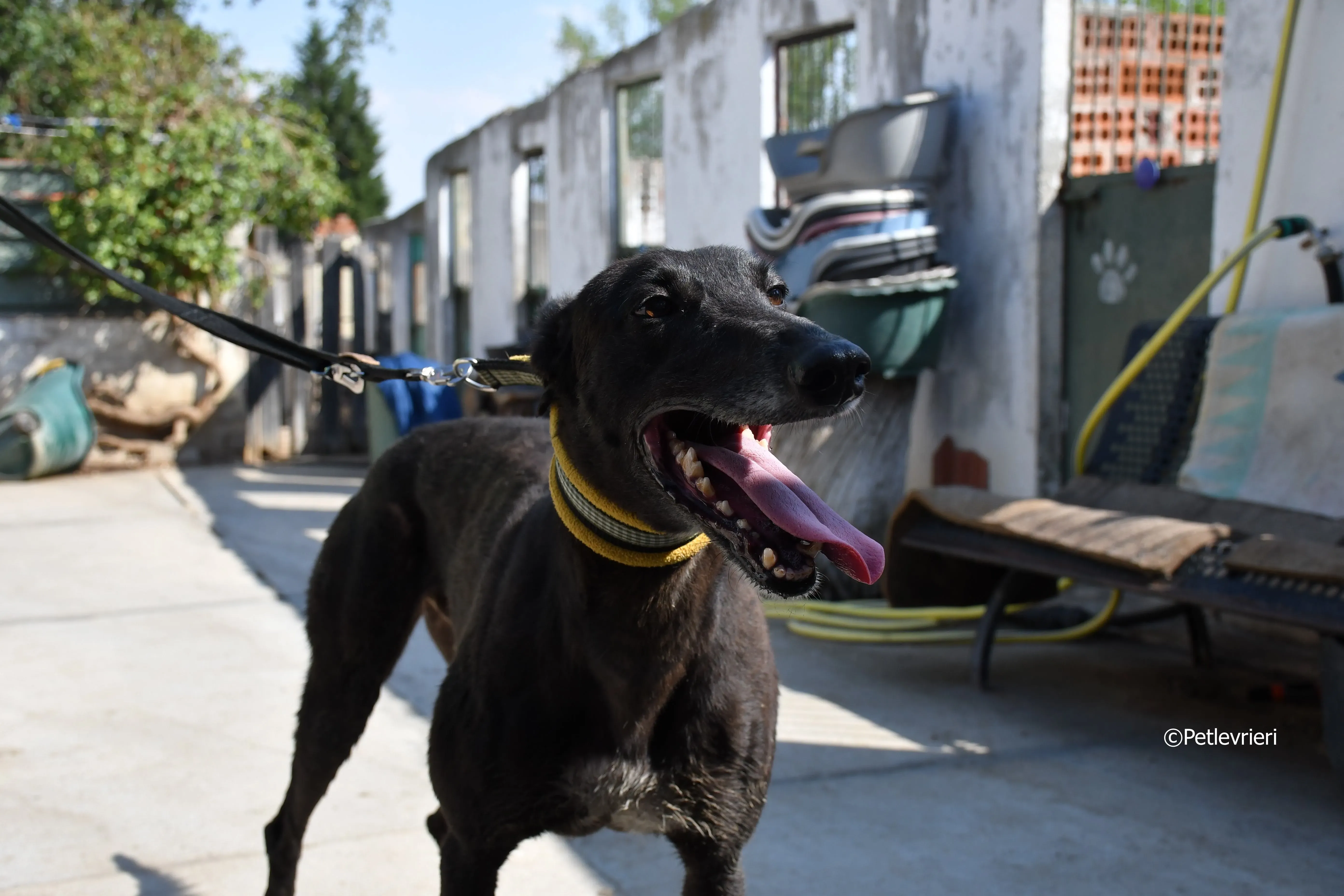 sense adozione levrieri galgo 4