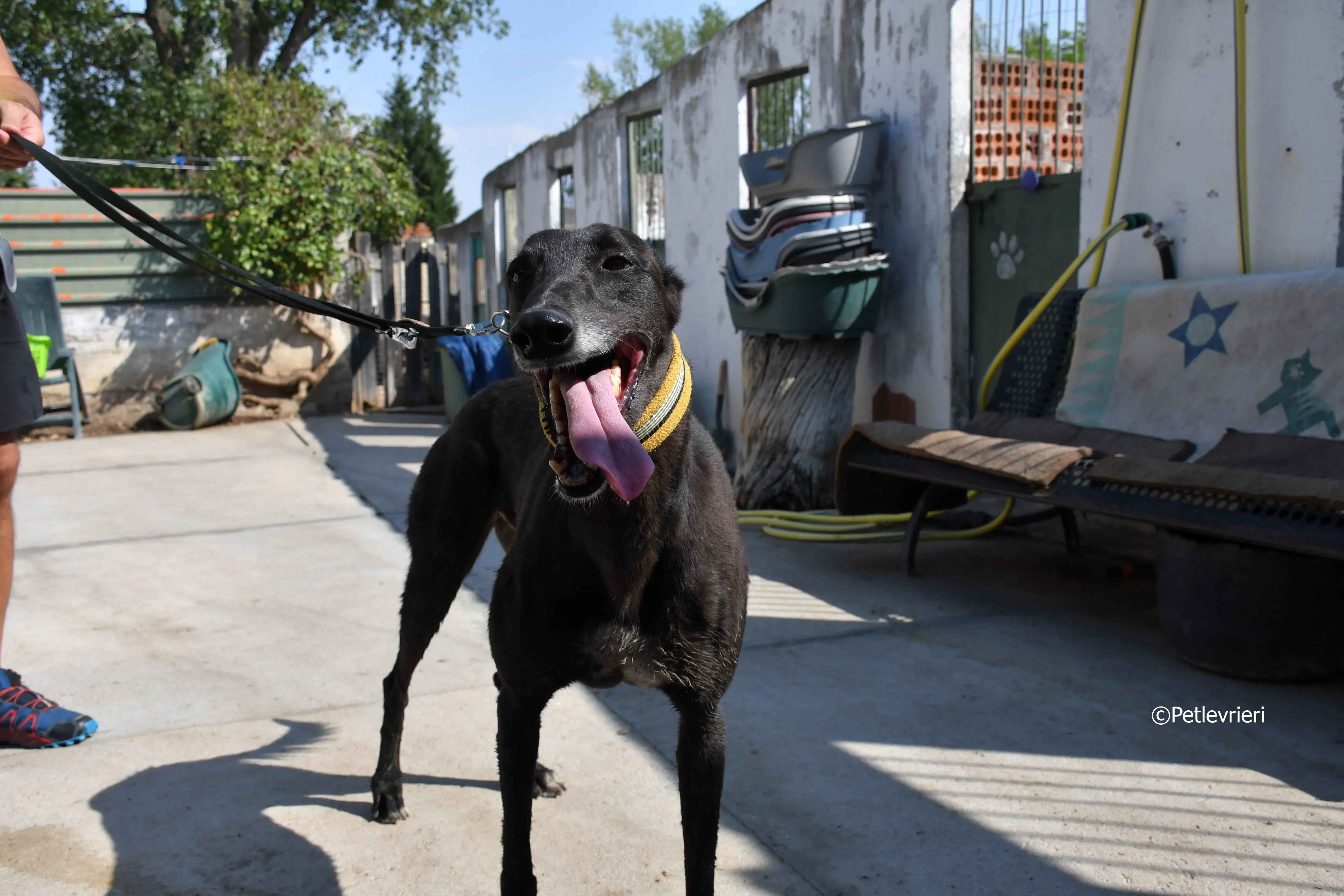 sense adozione levrieri galgo 5