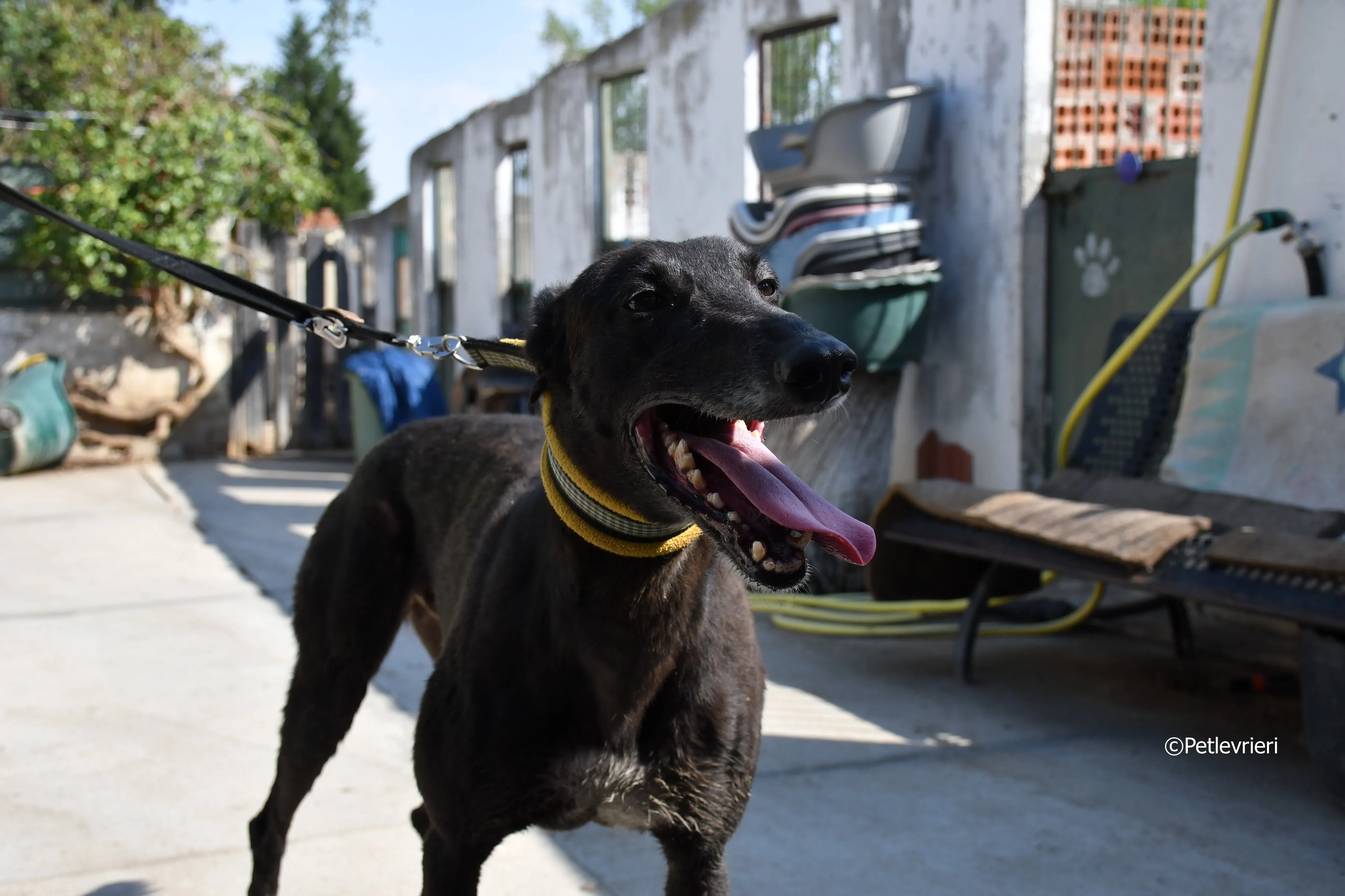 sense adozione levrieri galgo 6