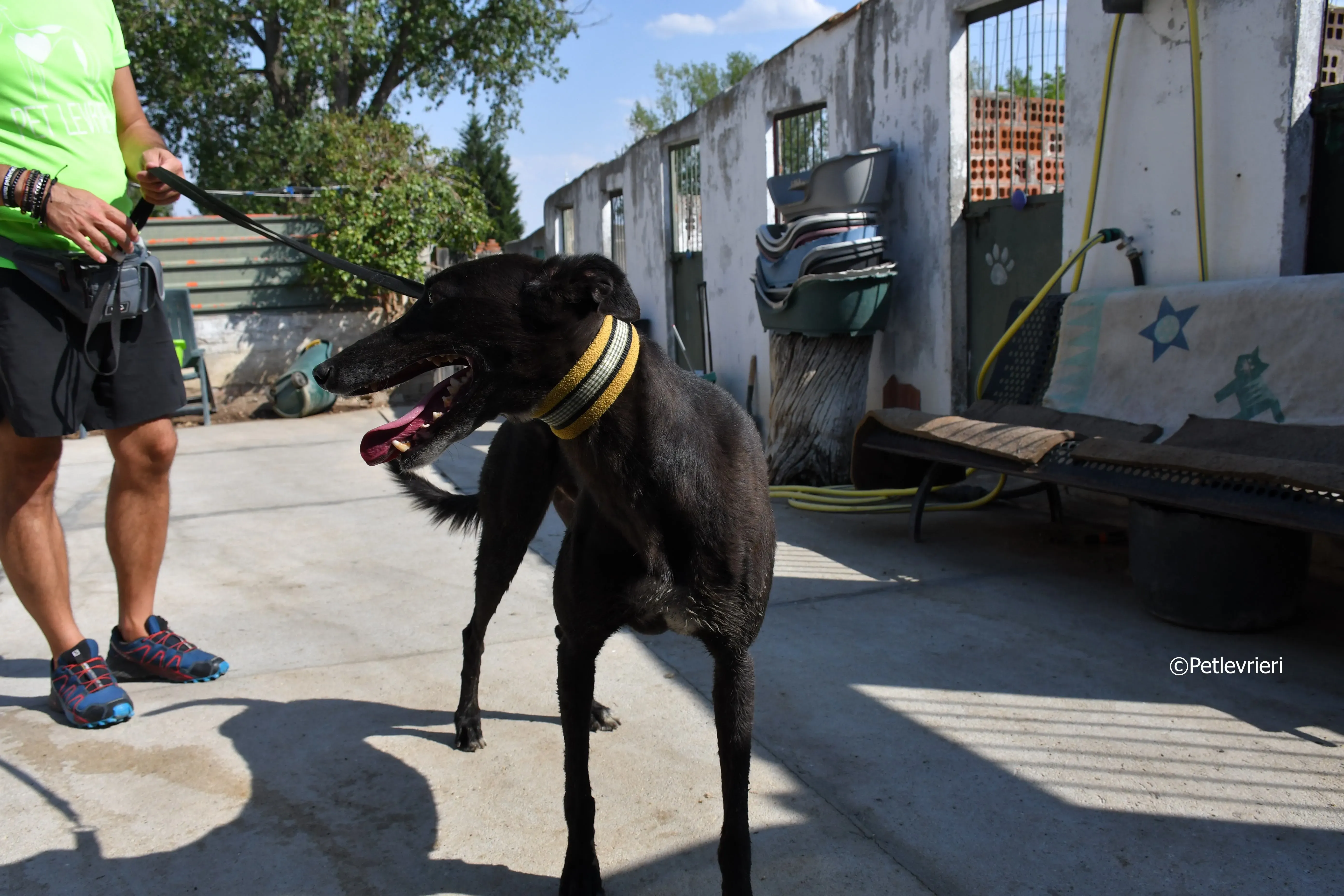 sense adozione levrieri galgo 7