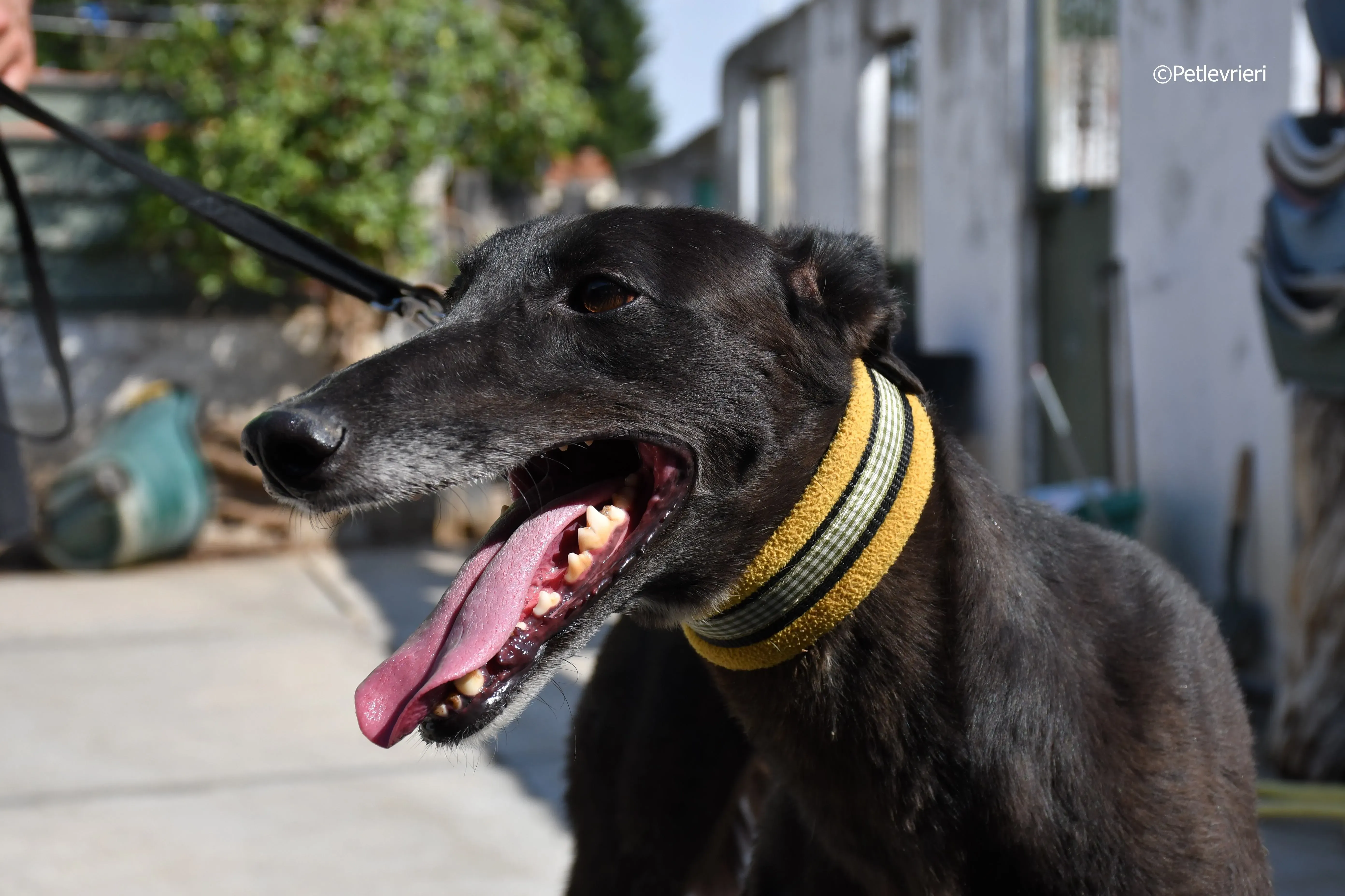 sense adozione levrieri galgo 8