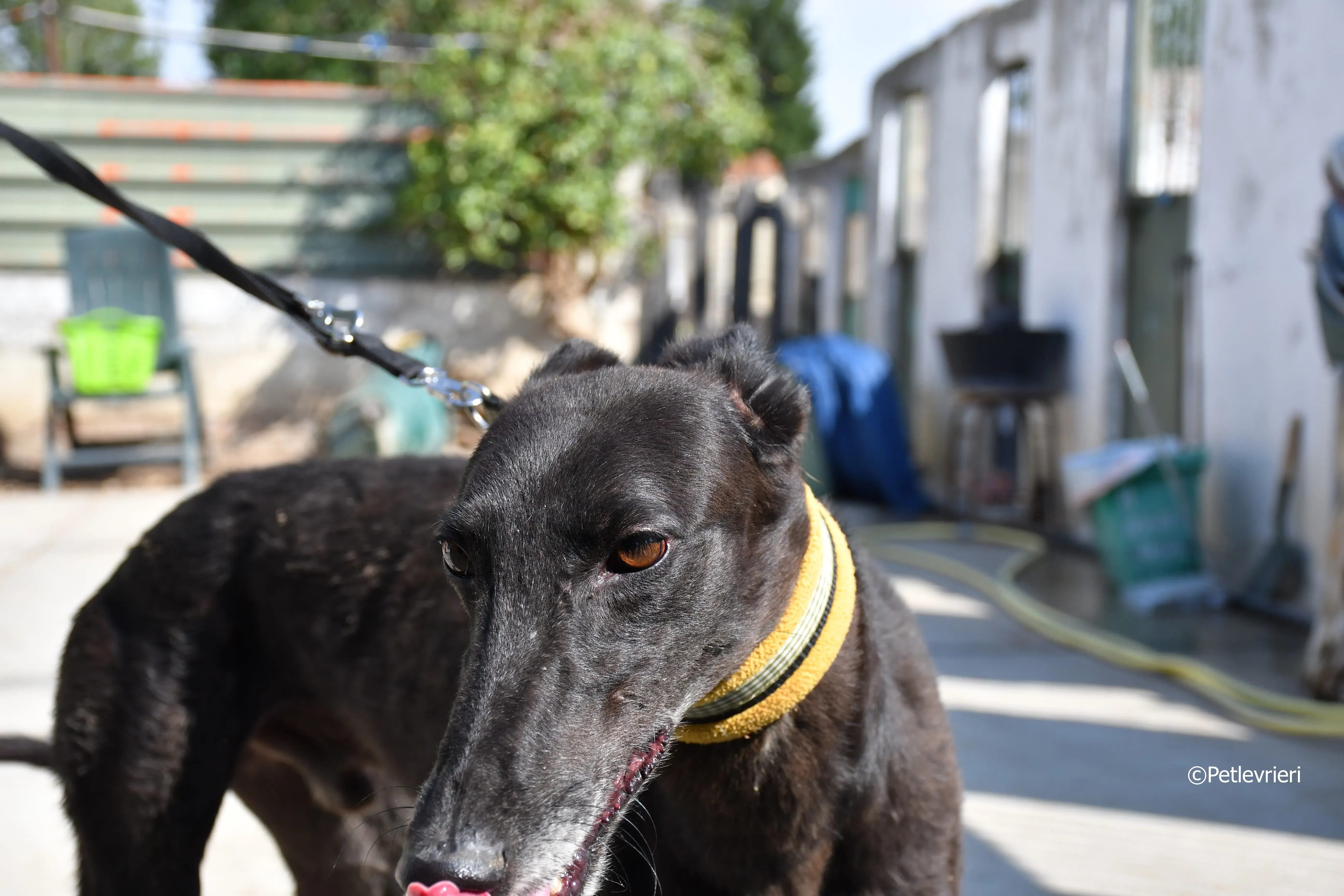 sense adozione levrieri galgo 9