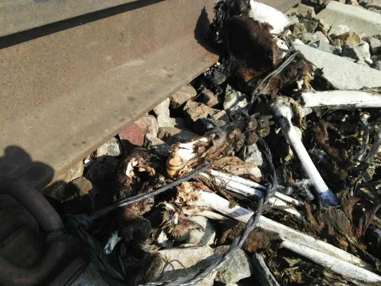 sevilla perros vias 2