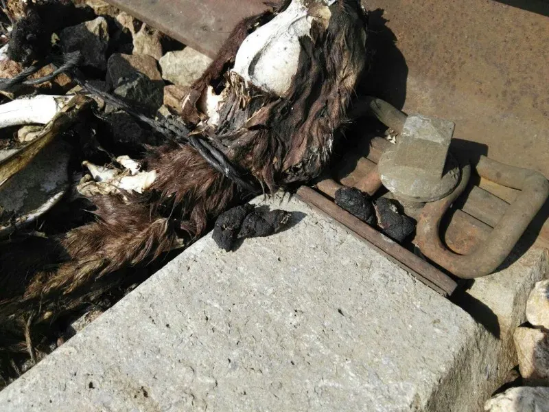 sevilla perros vias 3