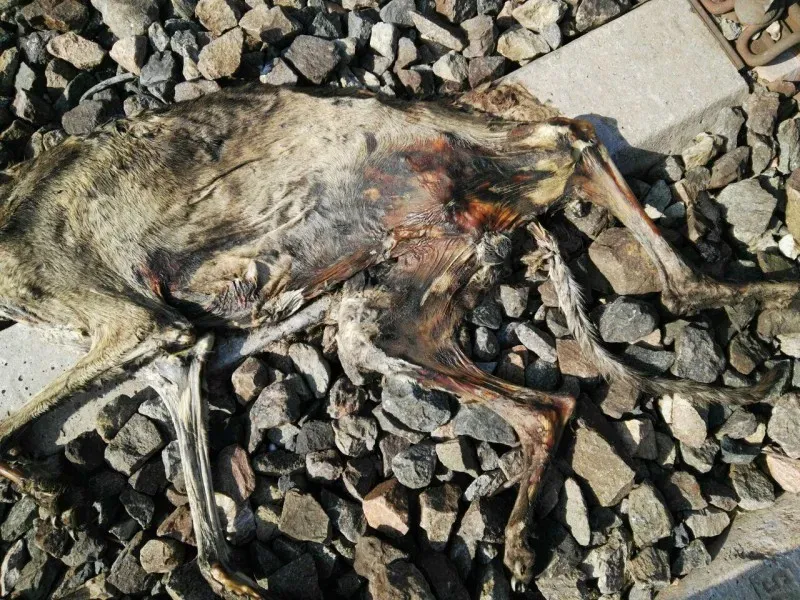 sevilla perros vias 4