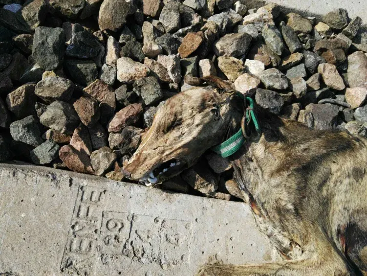 sevilla perros vias 5