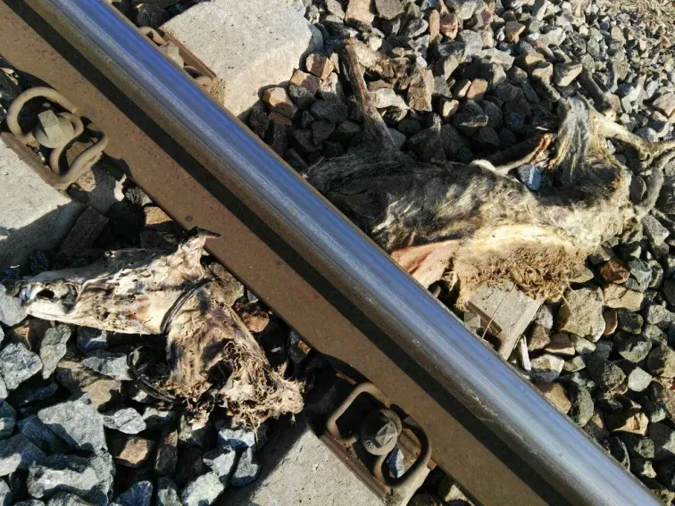 sevilla perros vias 6