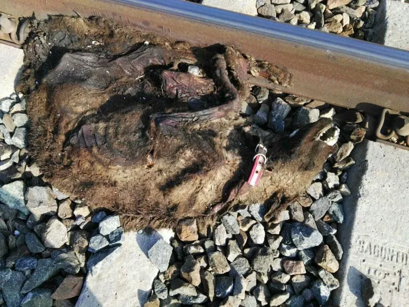 sevilla perros vias 7