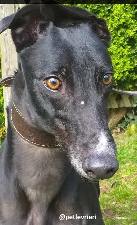 shadow adozione greyhound 1