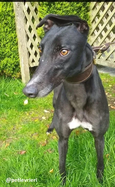 shadow adozione greyhound 2