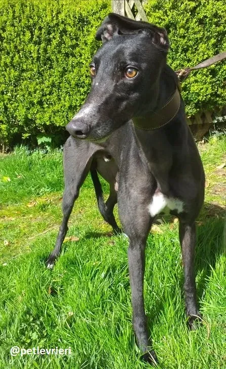 shadow adozione greyhound