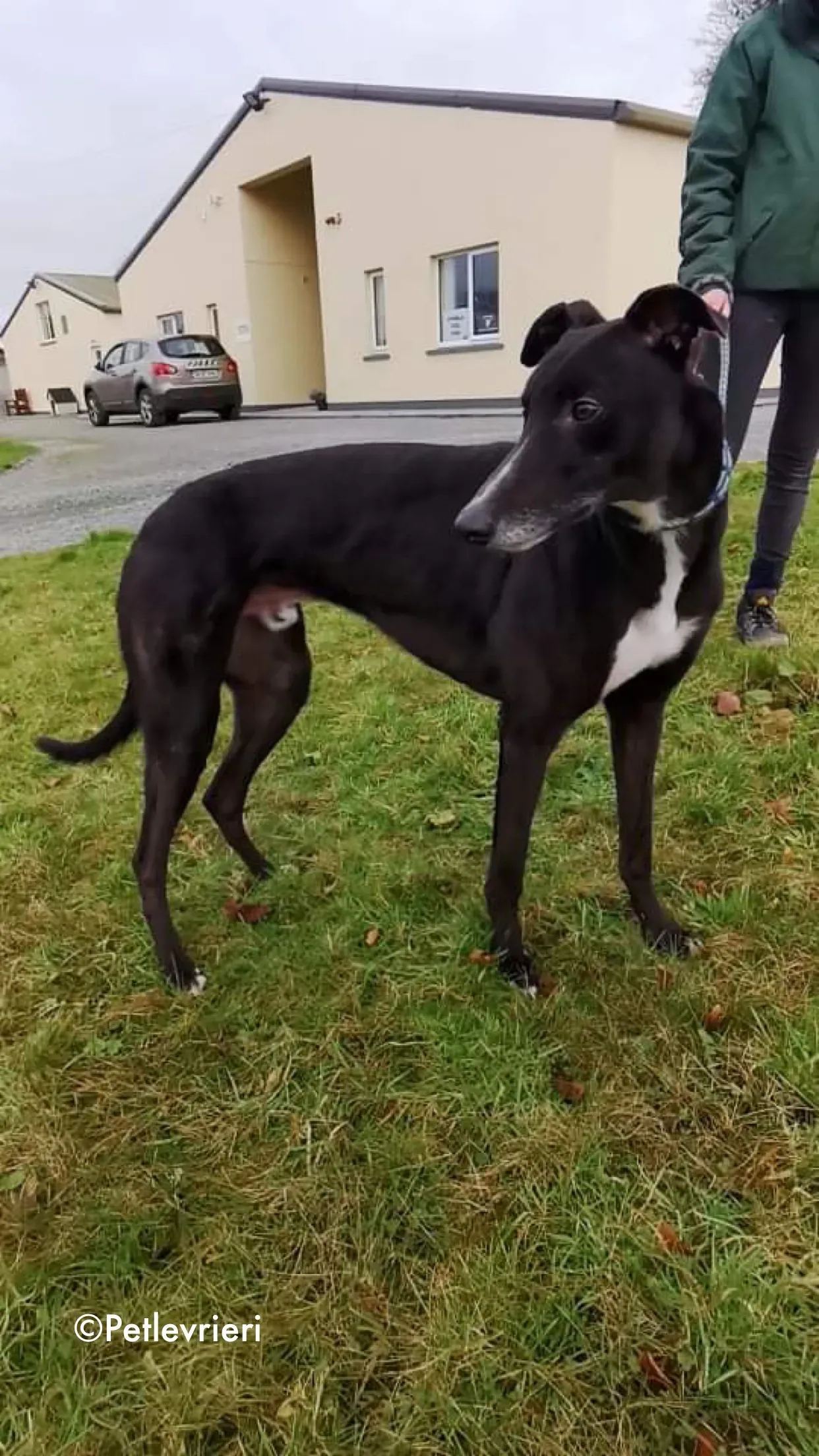 shadow adozione levrieri greyhound 1