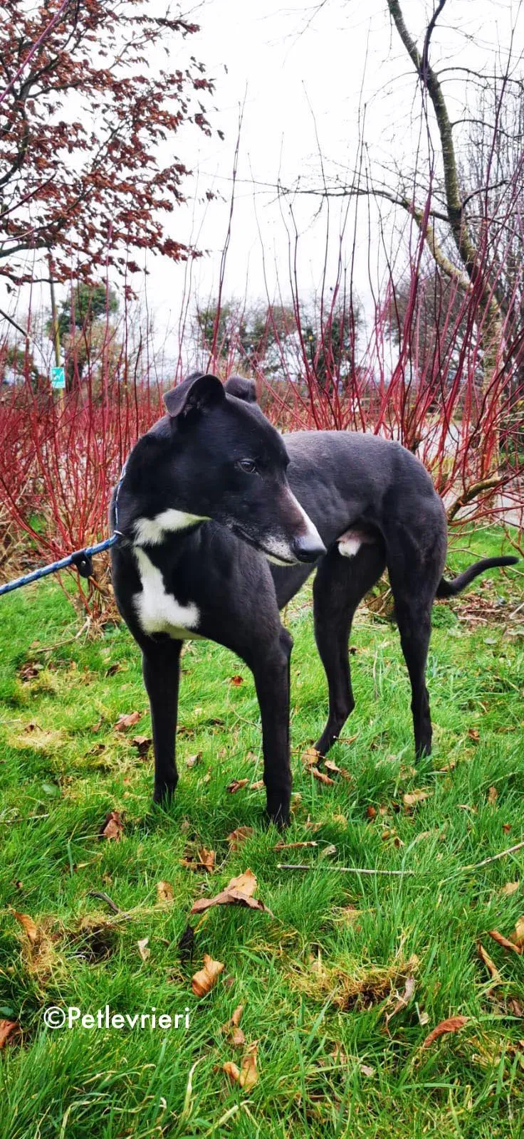 shadow adozione levrieri greyhound 10