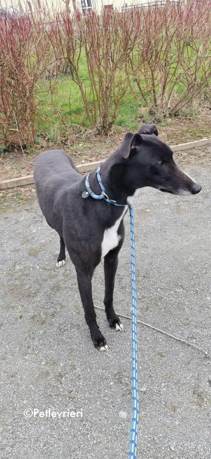 shadow adozione levrieri greyhound 12