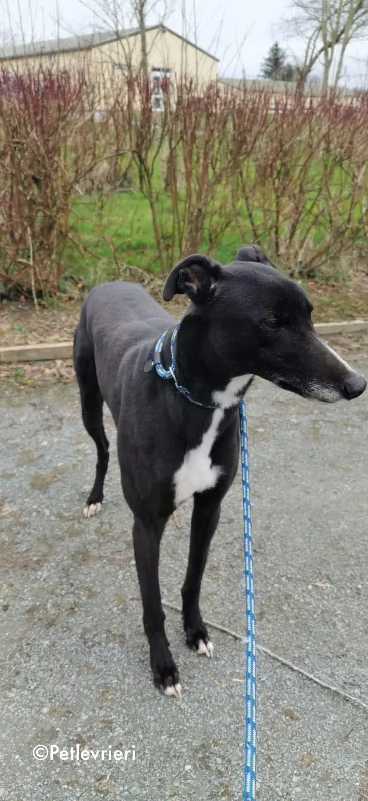 shadow adozione levrieri greyhound 13