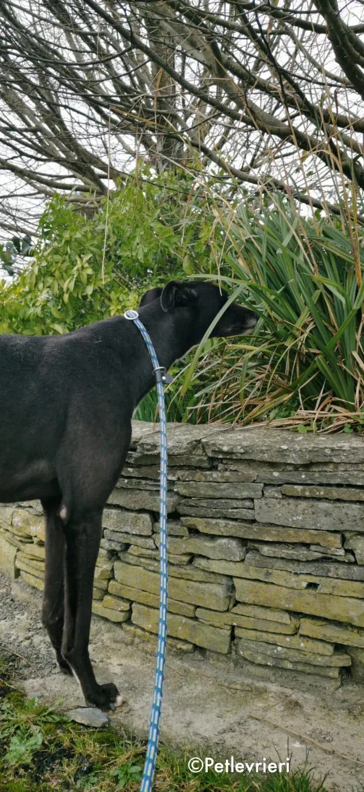 shadow adozione levrieri greyhound 14