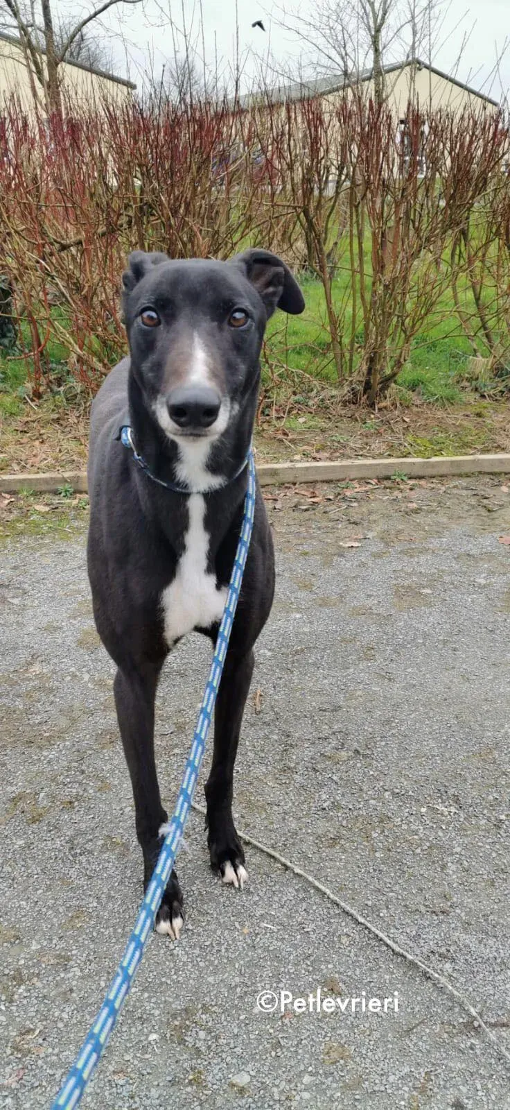 shadow adozione levrieri greyhound 15