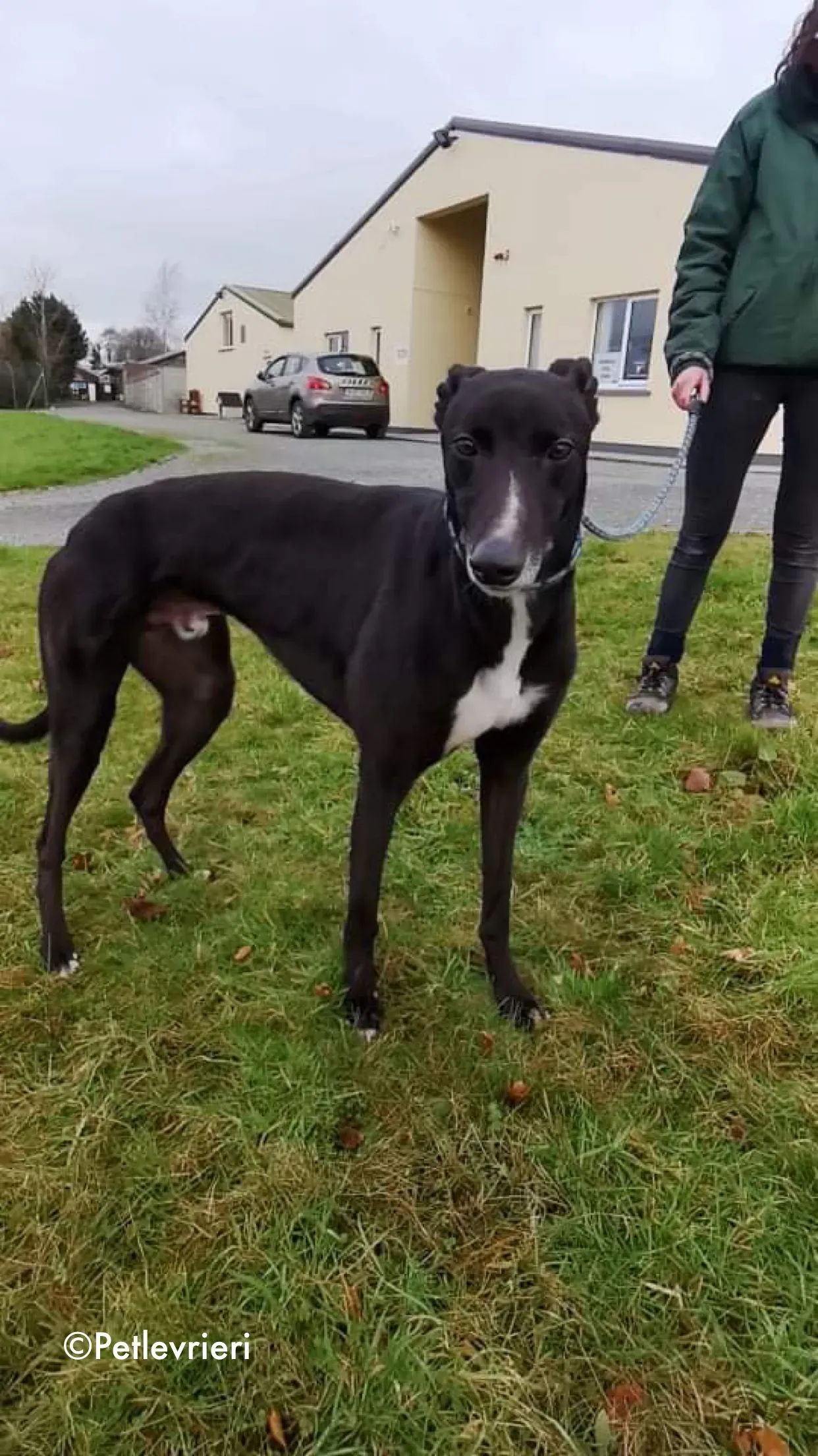 shadow adozione levrieri greyhound 2