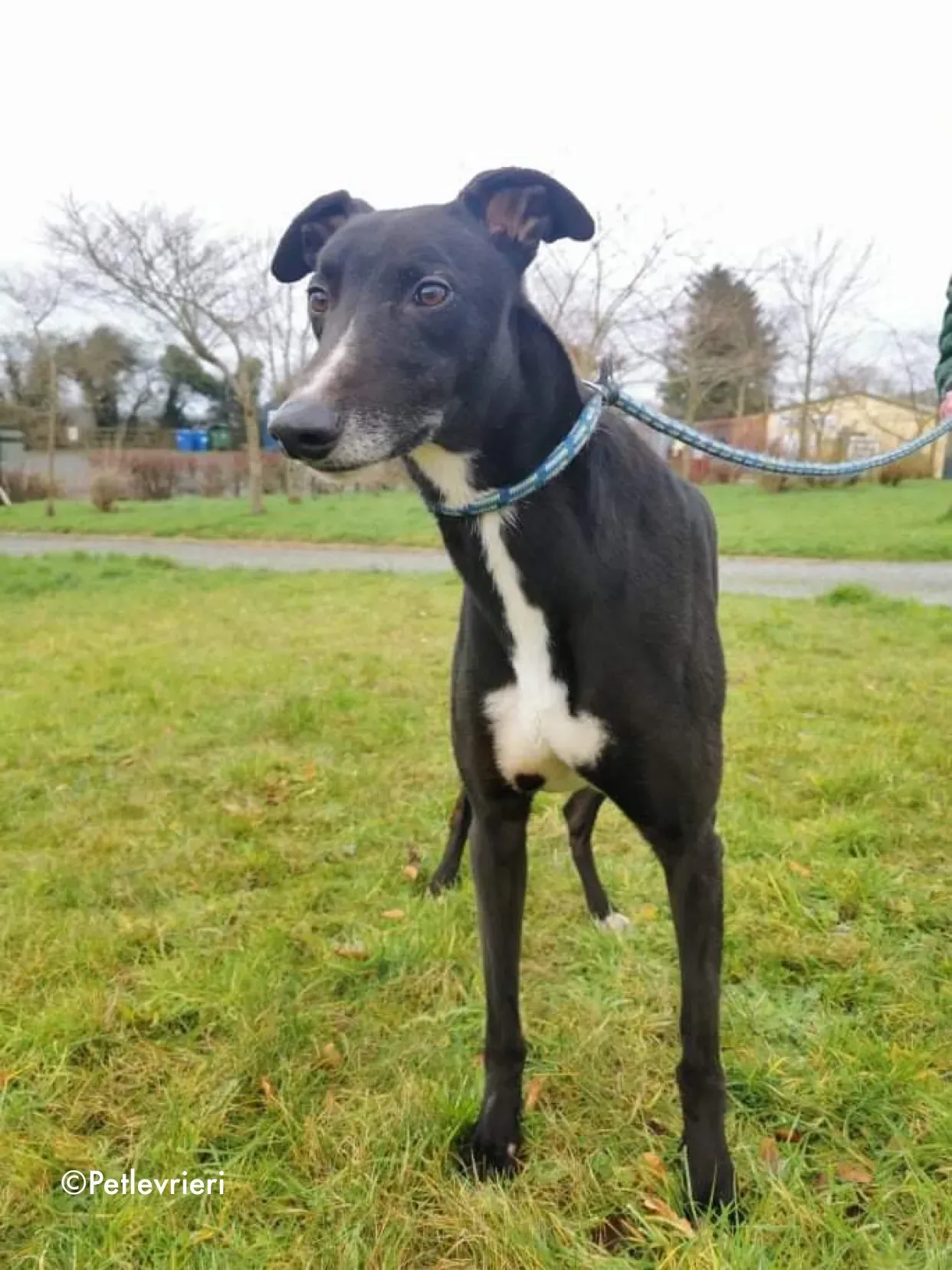 shadow adozione levrieri greyhound 3