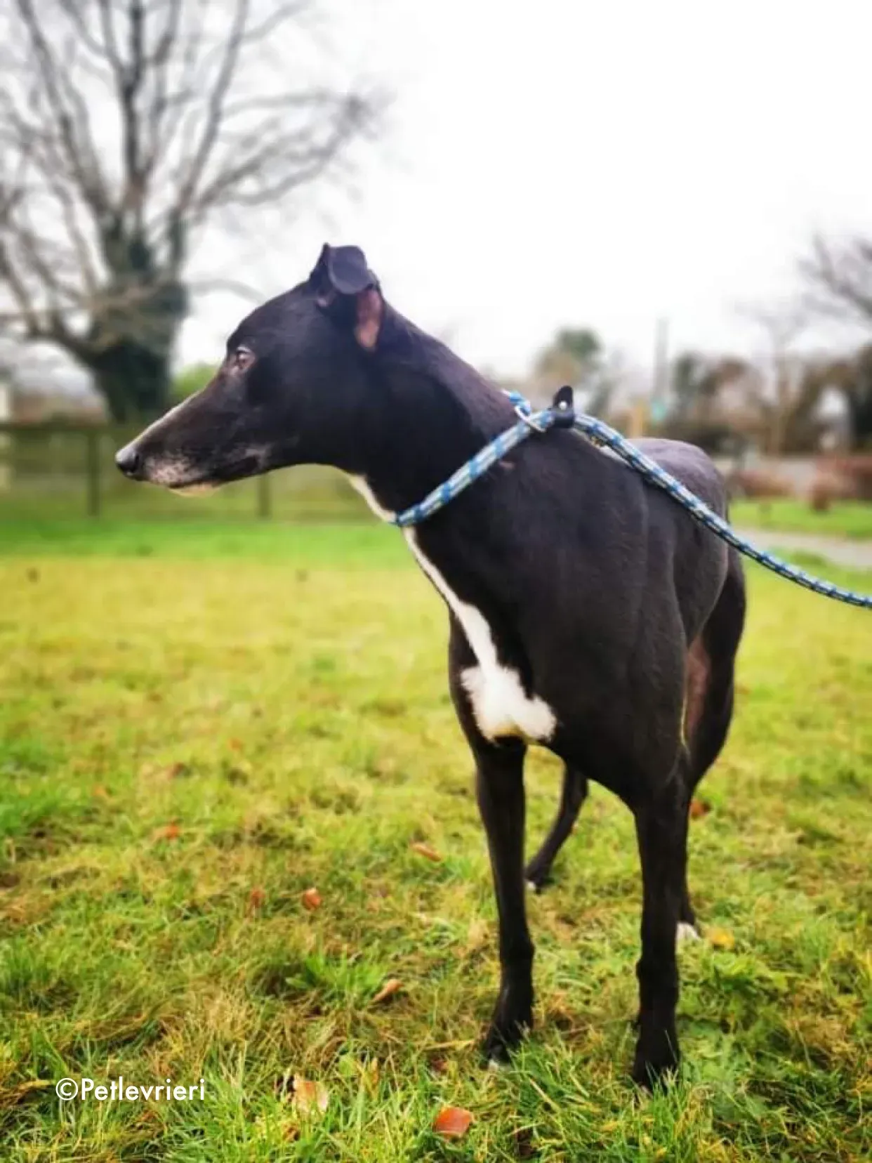 shadow adozione levrieri greyhound 4