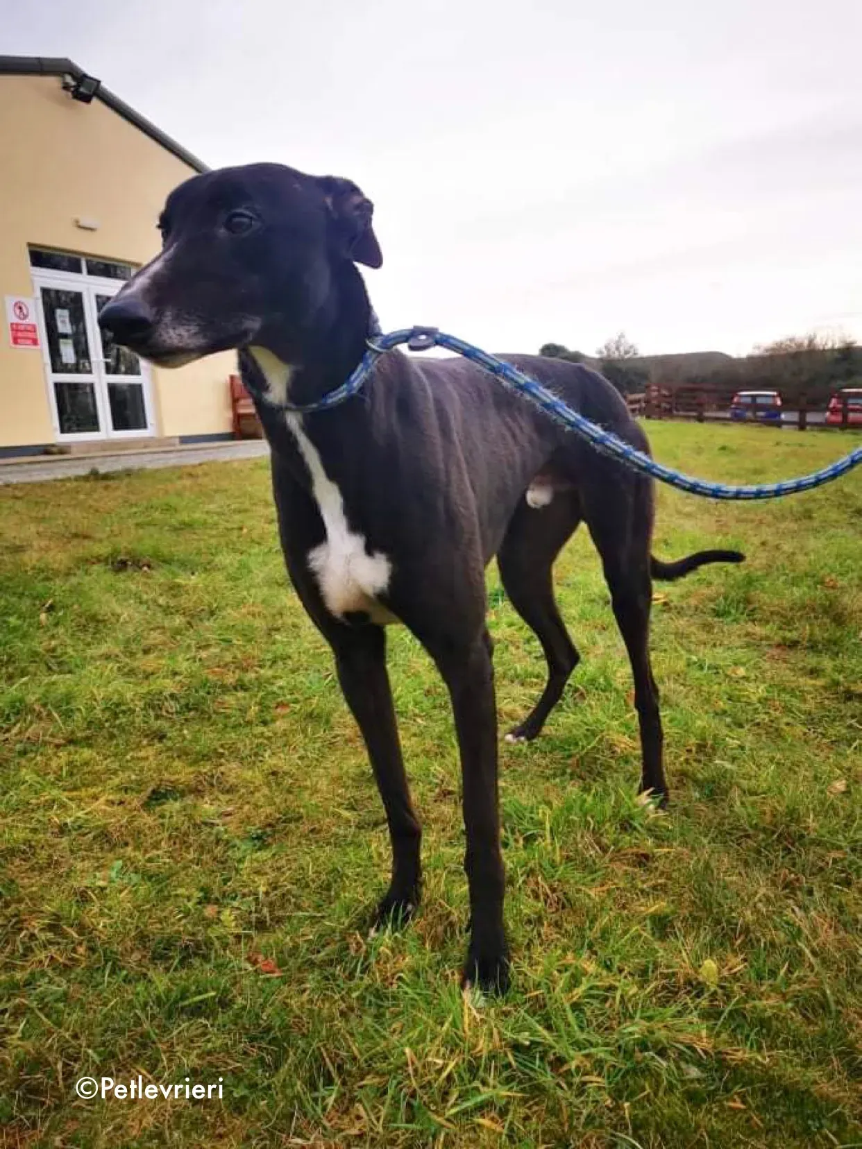 shadow adozione levrieri greyhound 5