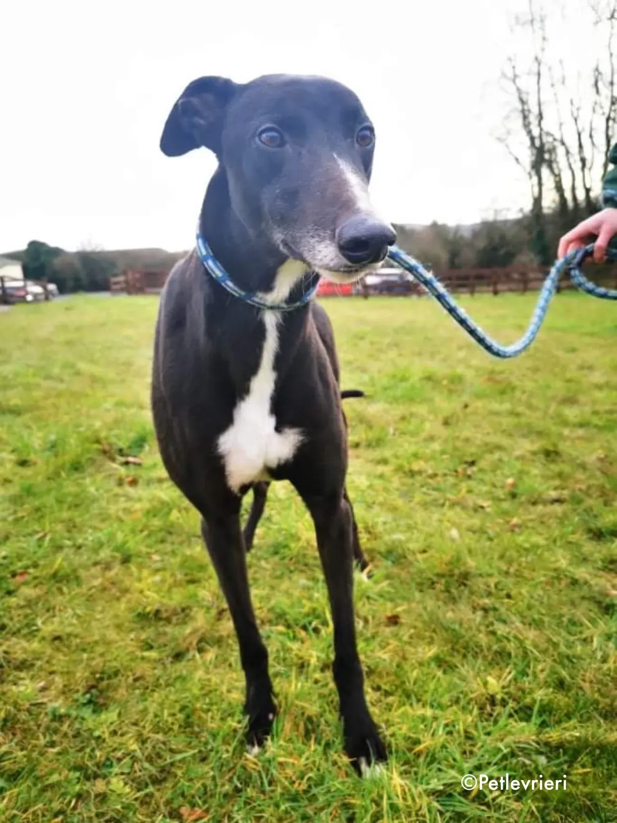 shadow adozione levrieri greyhound 6