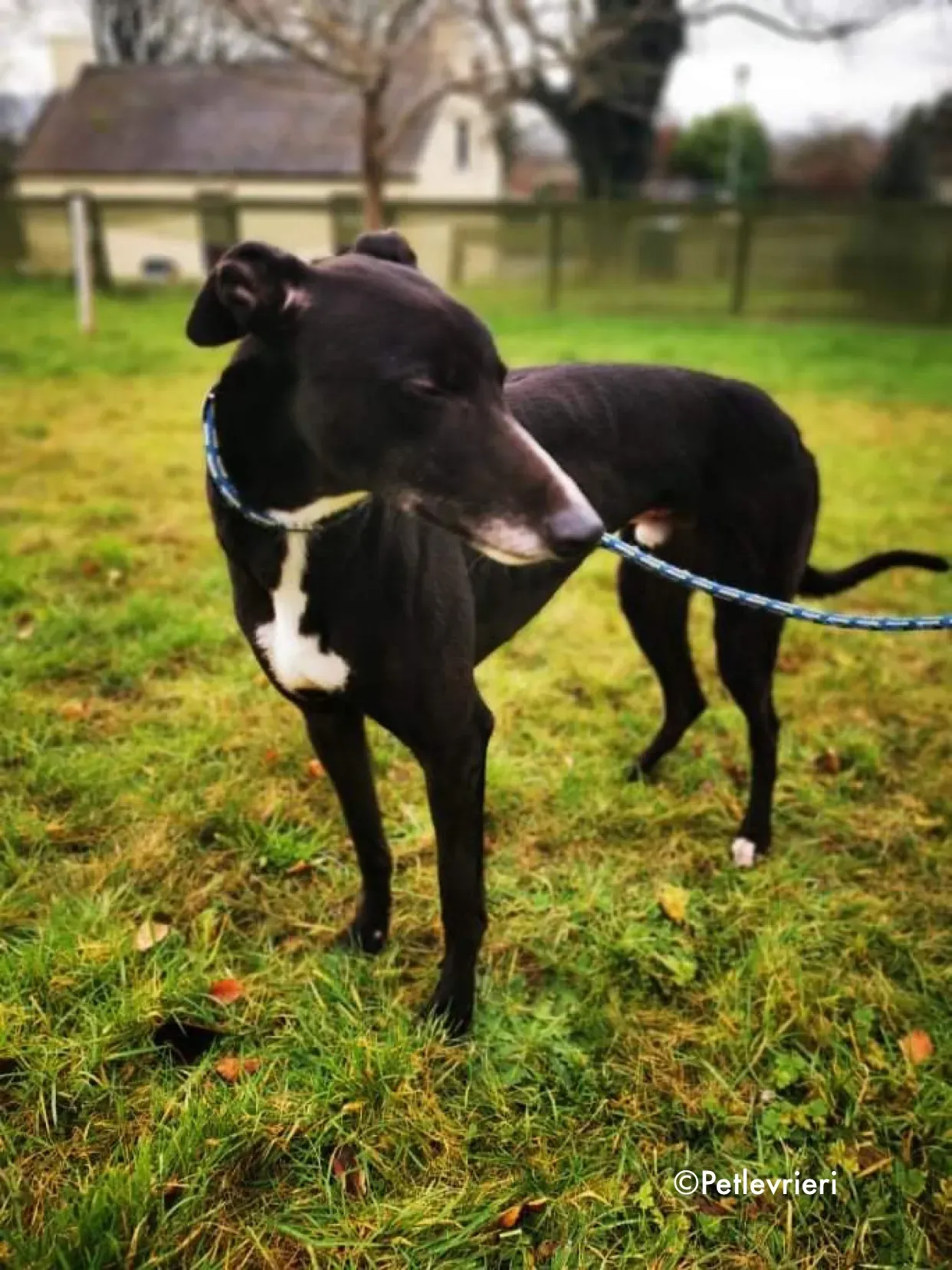 shadow adozione levrieri greyhound 7