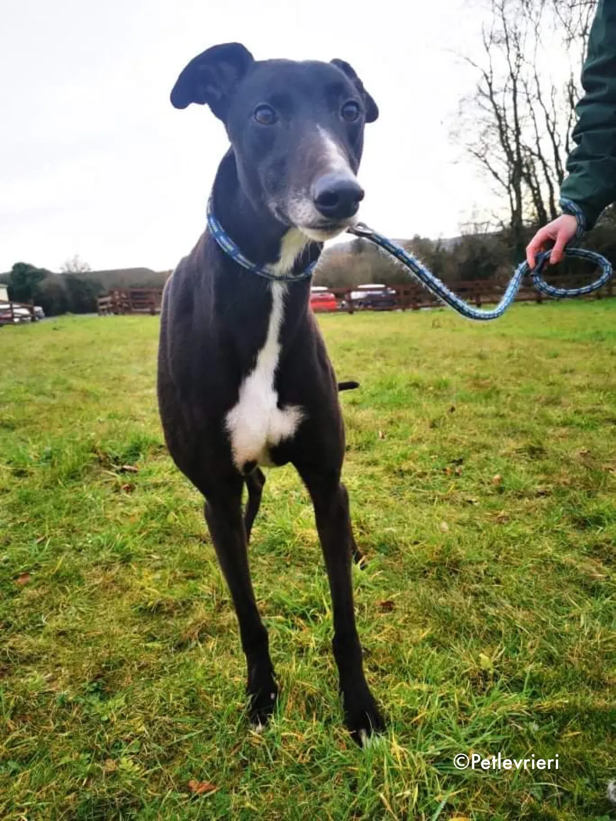 shadow adozione levrieri greyhound 8