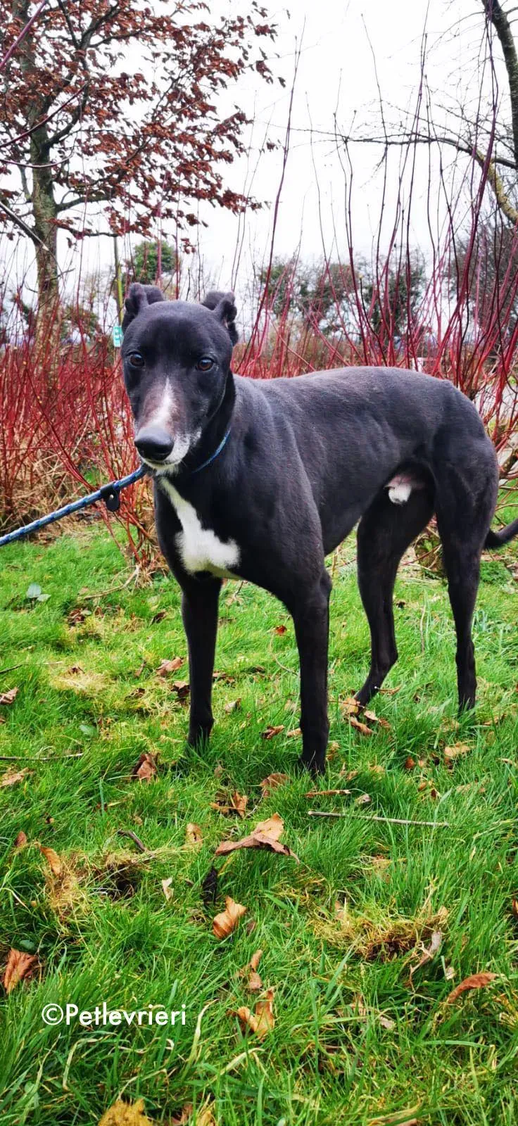 shadow adozione levrieri greyhound 9