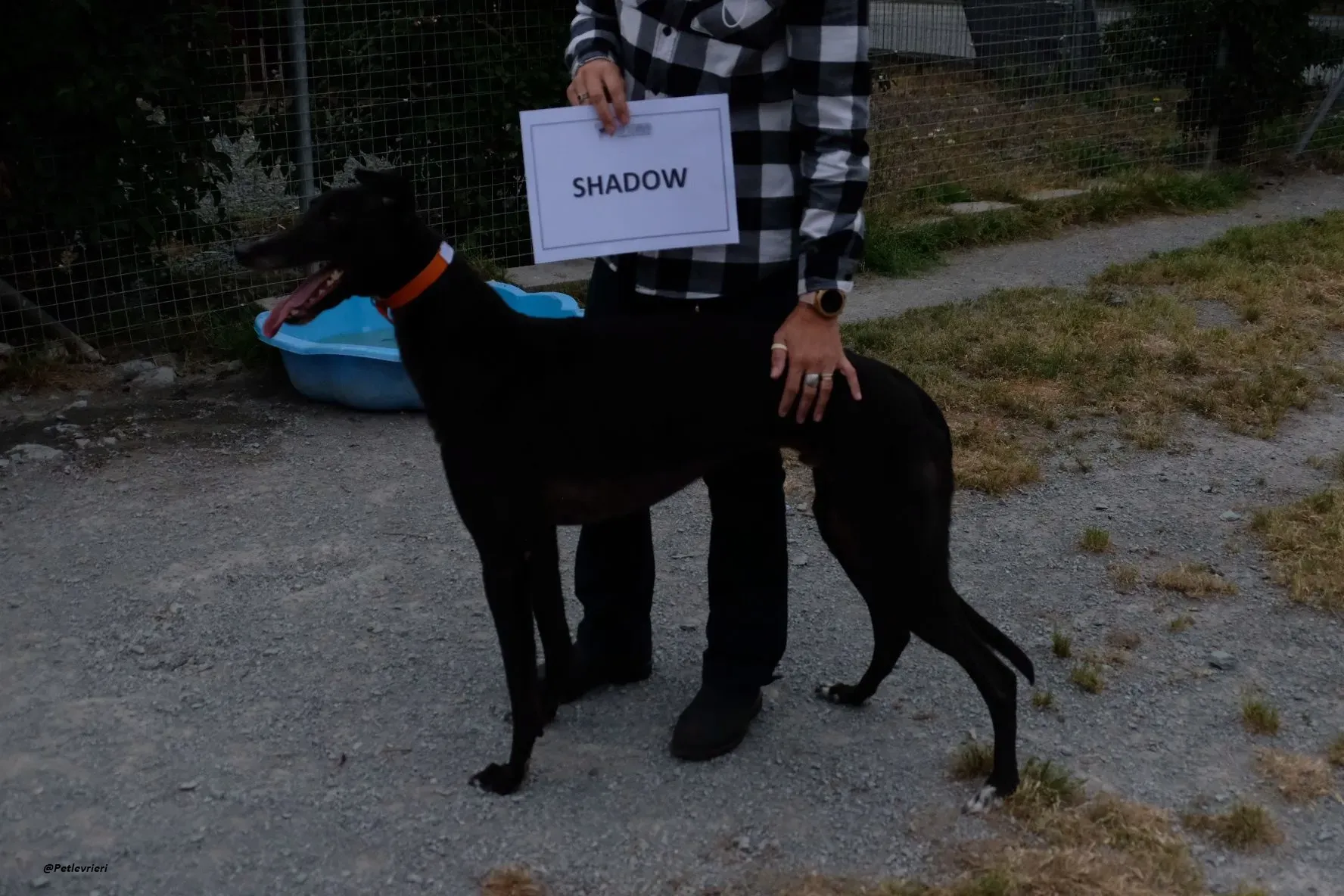 shadow adozionelevrieri greyhound 1