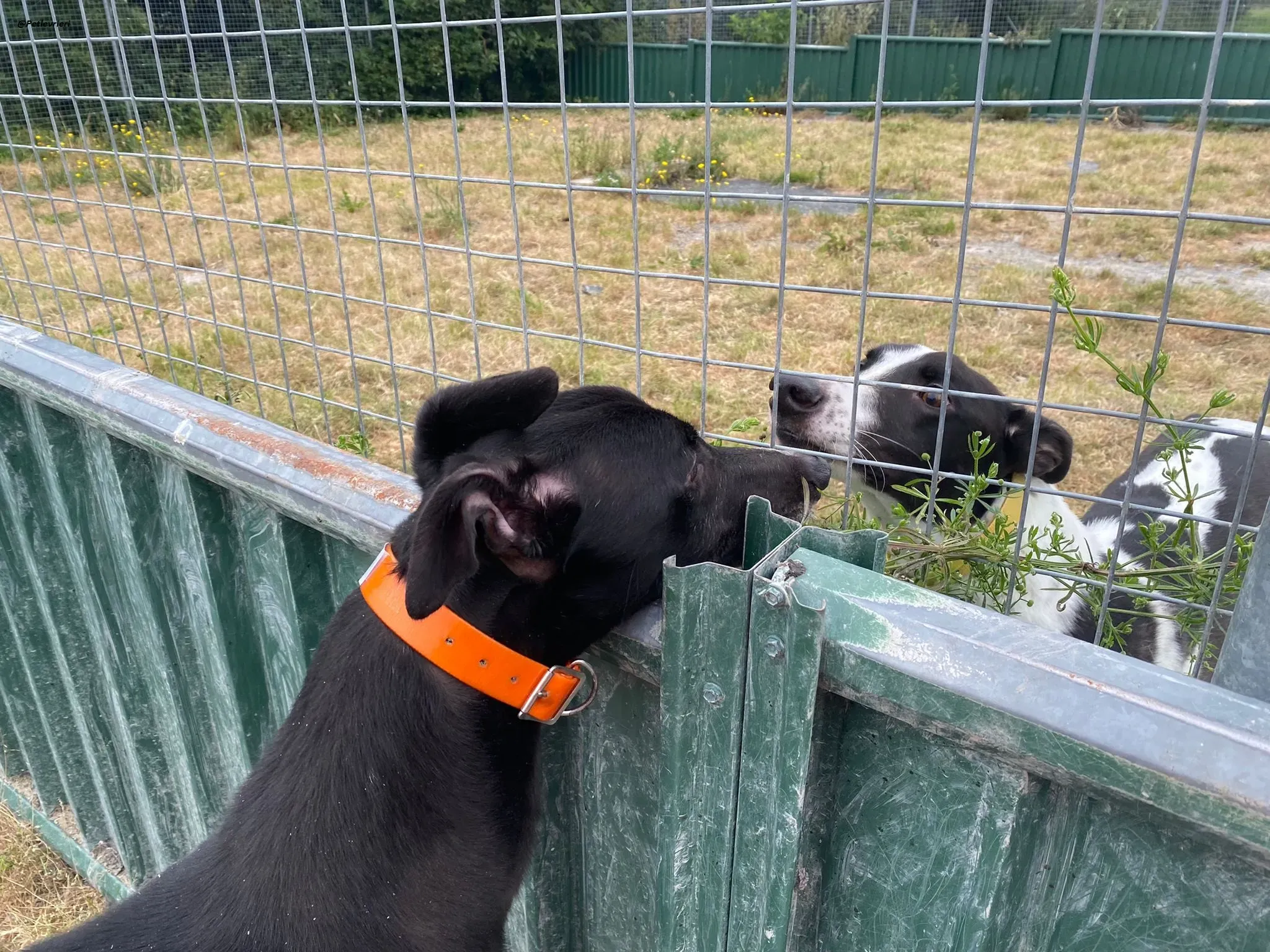 shadow adozionelevrieri greyhound 10