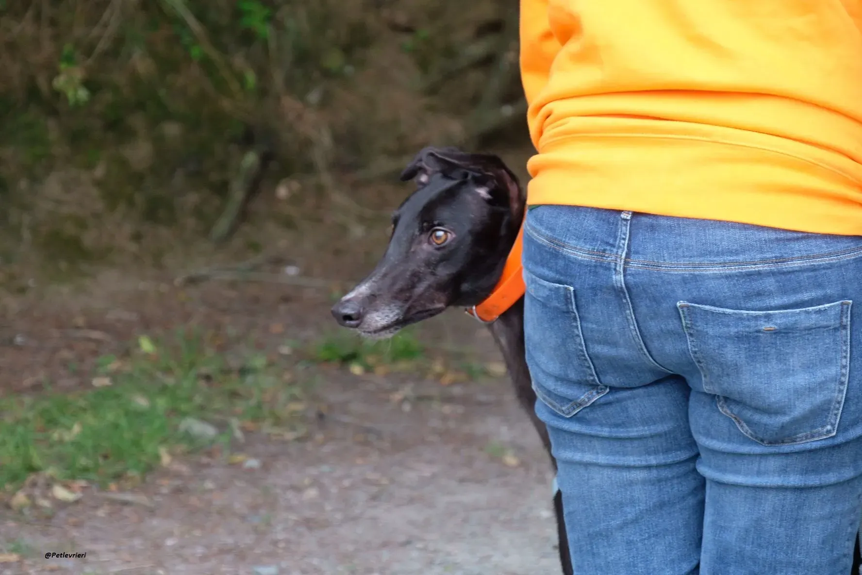shadow adozionelevrieri greyhound 2