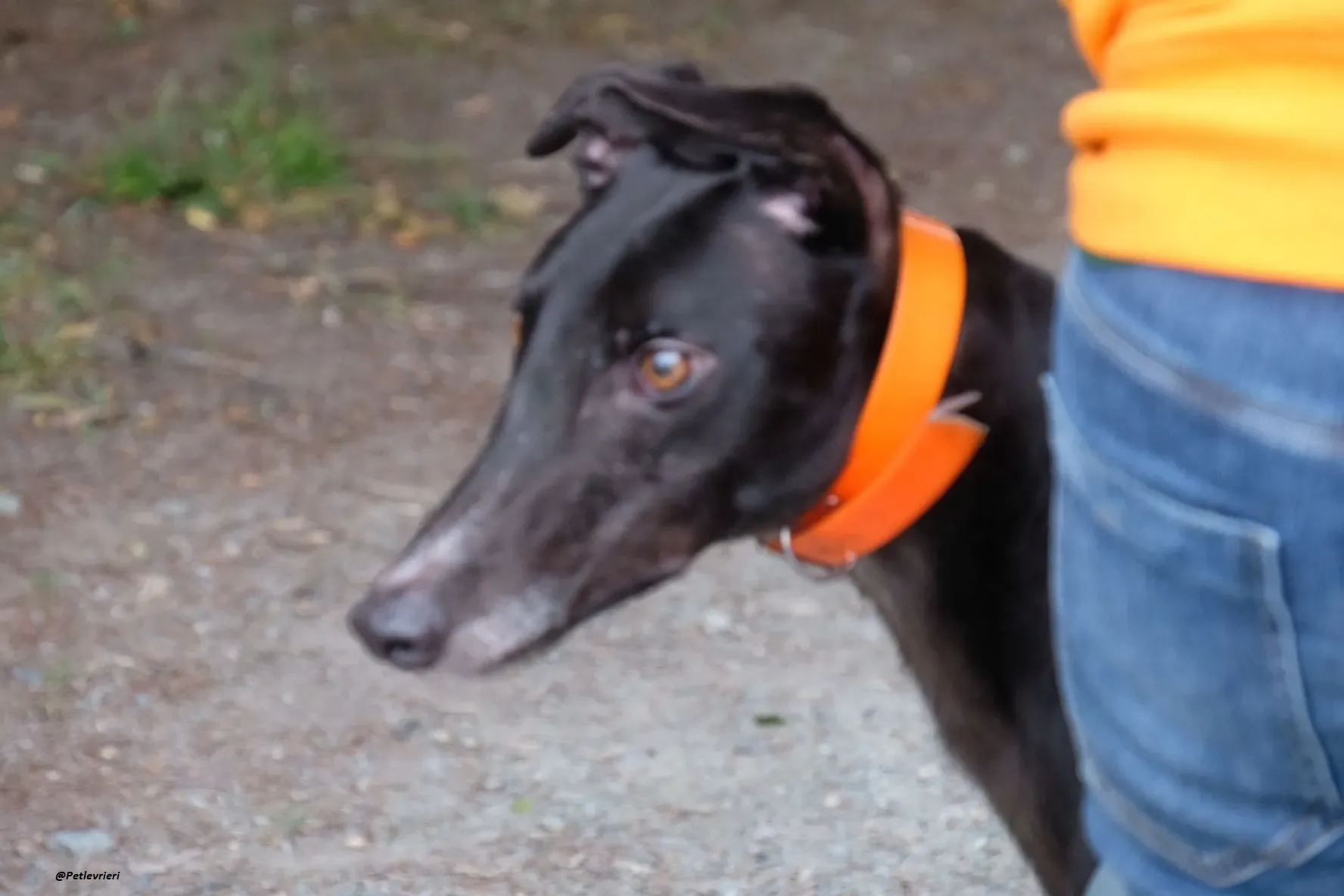 shadow adozionelevrieri greyhound 3