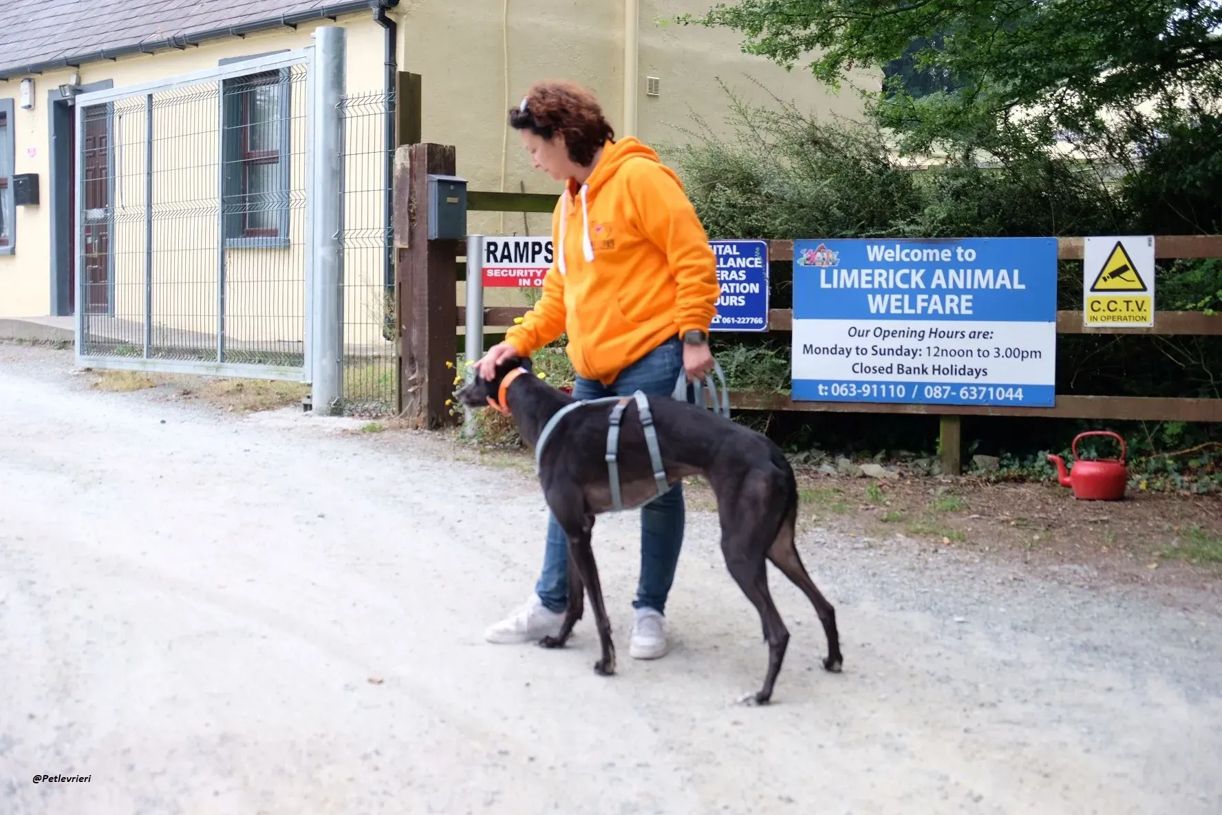 shadow adozionelevrieri greyhound 4