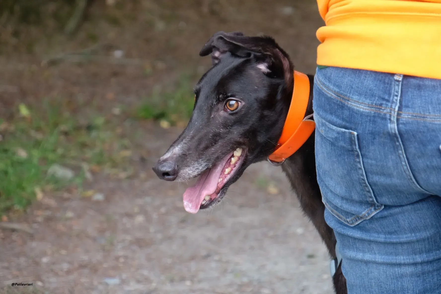 shadow adozionelevrieri greyhound 5