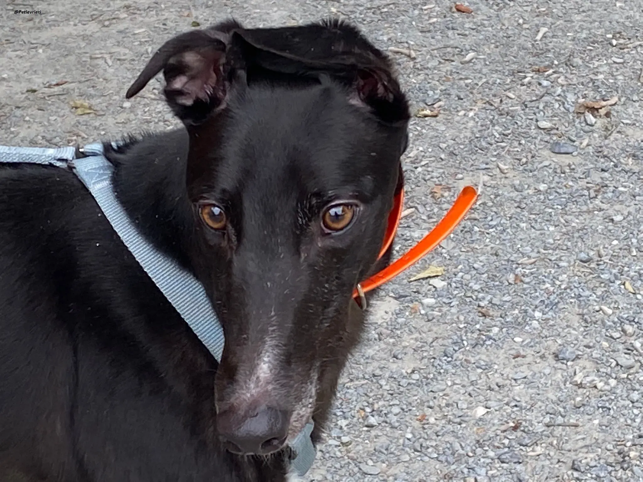 shadow adozionelevrieri greyhound 6