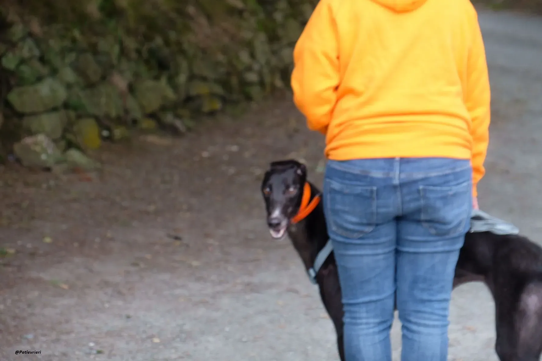 shadow adozionelevrieri greyhound 7