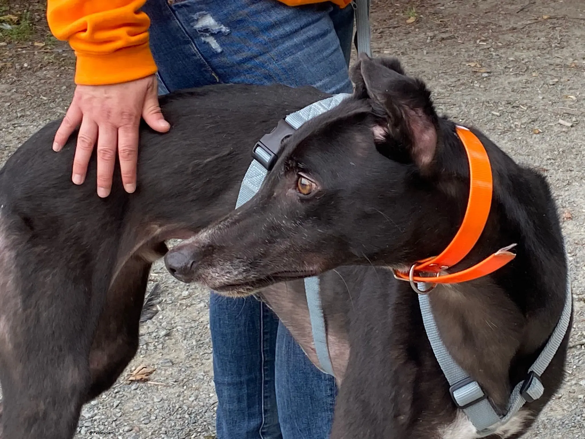 shadow adozionelevrieri greyhound 8