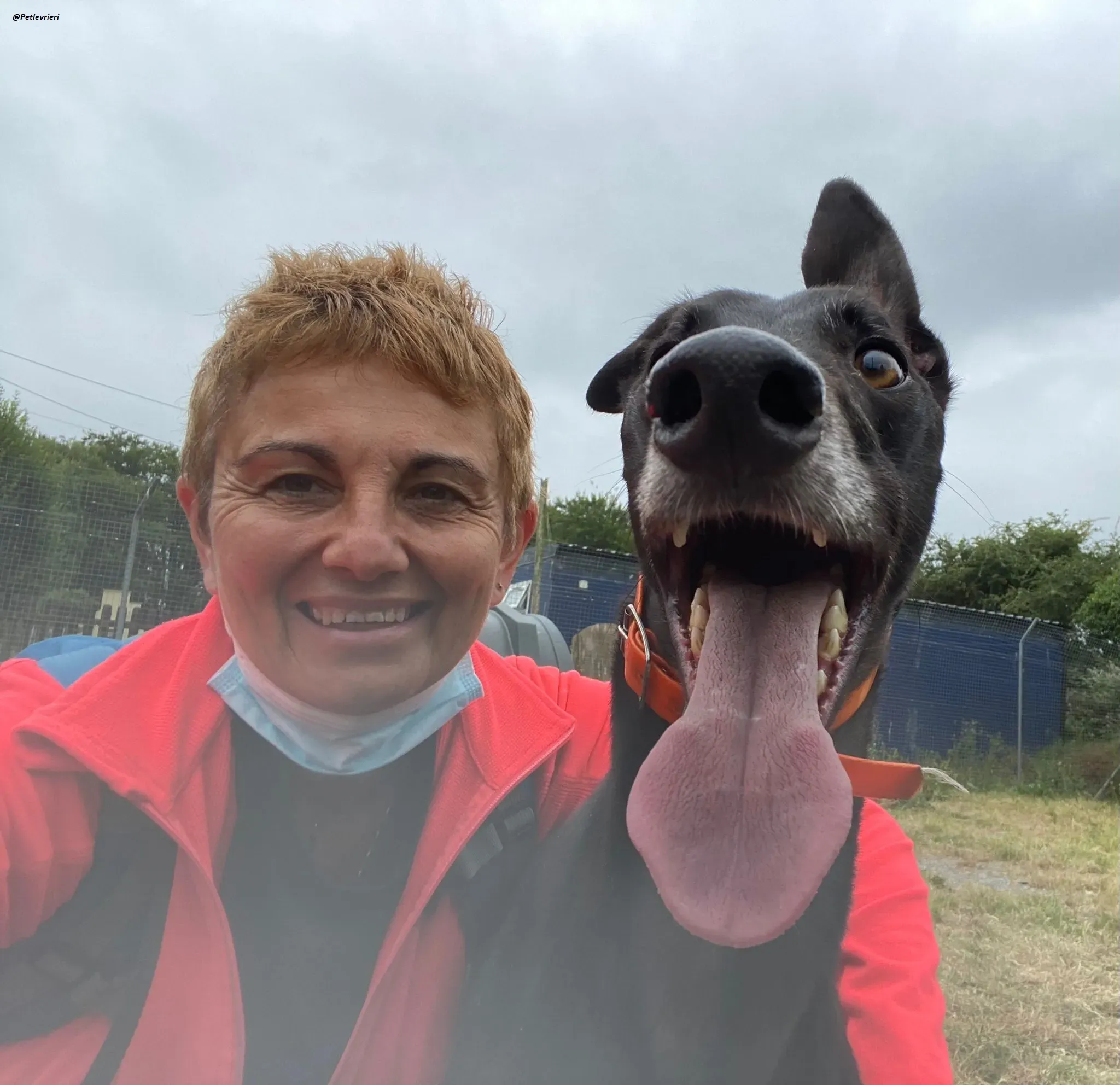 shadow adozionelevrieri greyhound 9