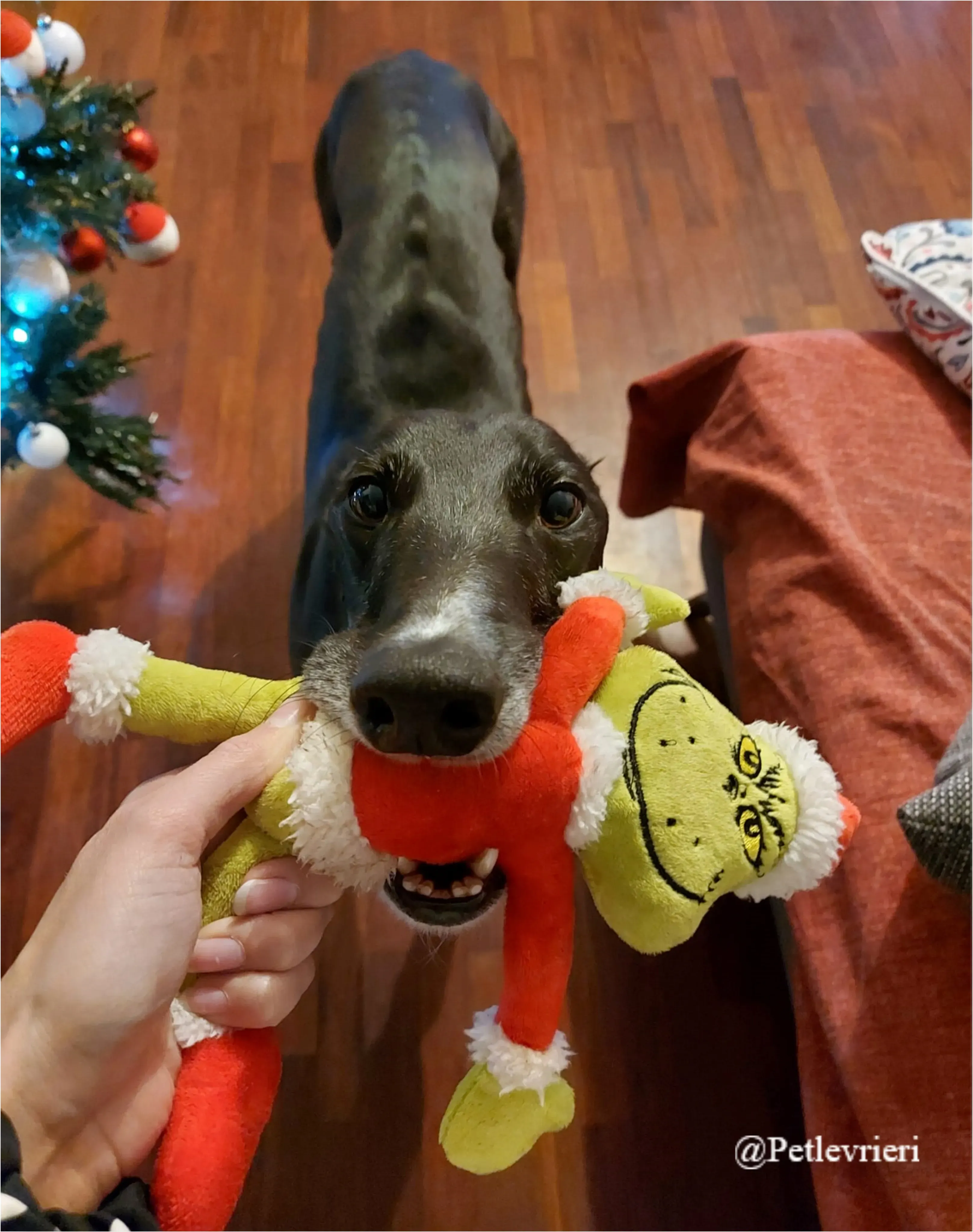 shadow pet levrieri natale 2021