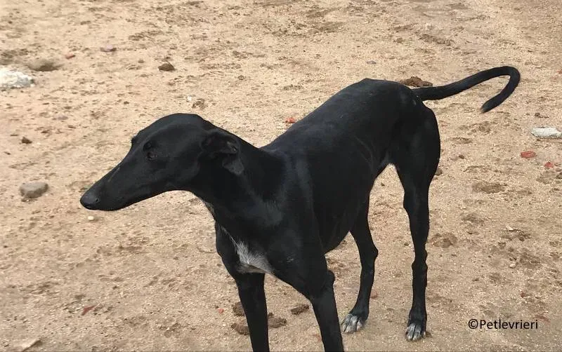 shamira adozione levrieri galgo 00