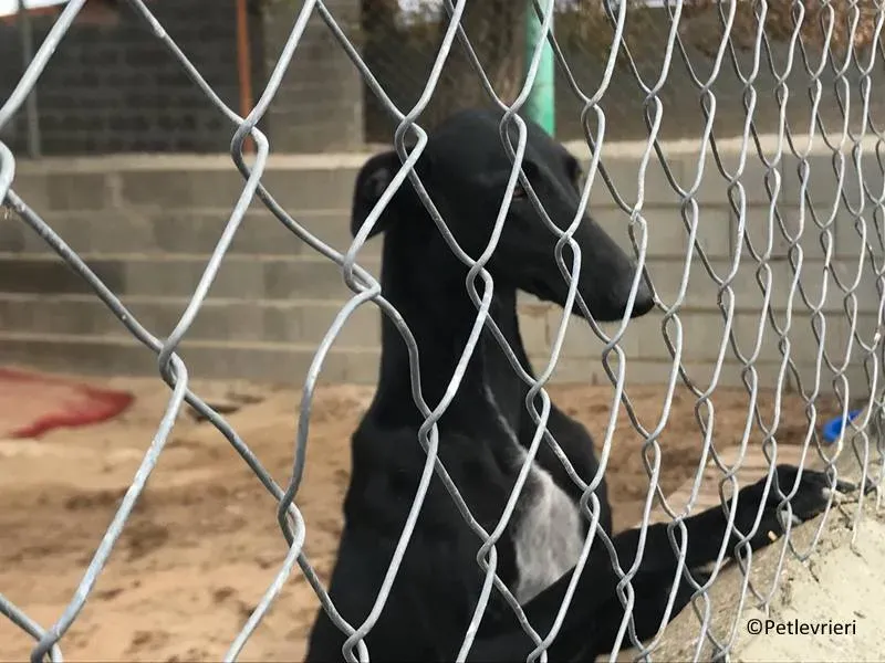 shamira adozione levrieri galgo 02