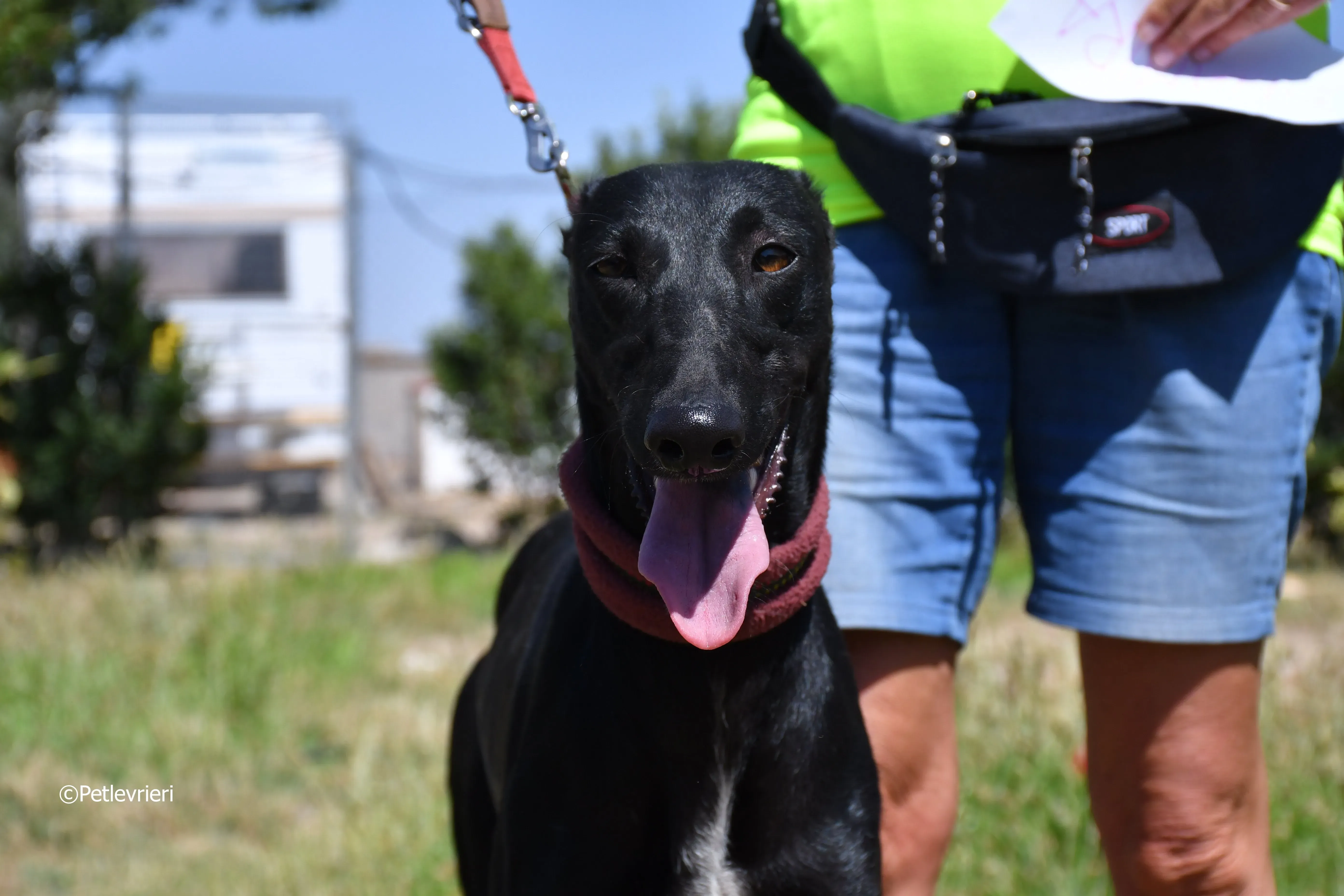 shamira adozione levrieri galgo 10