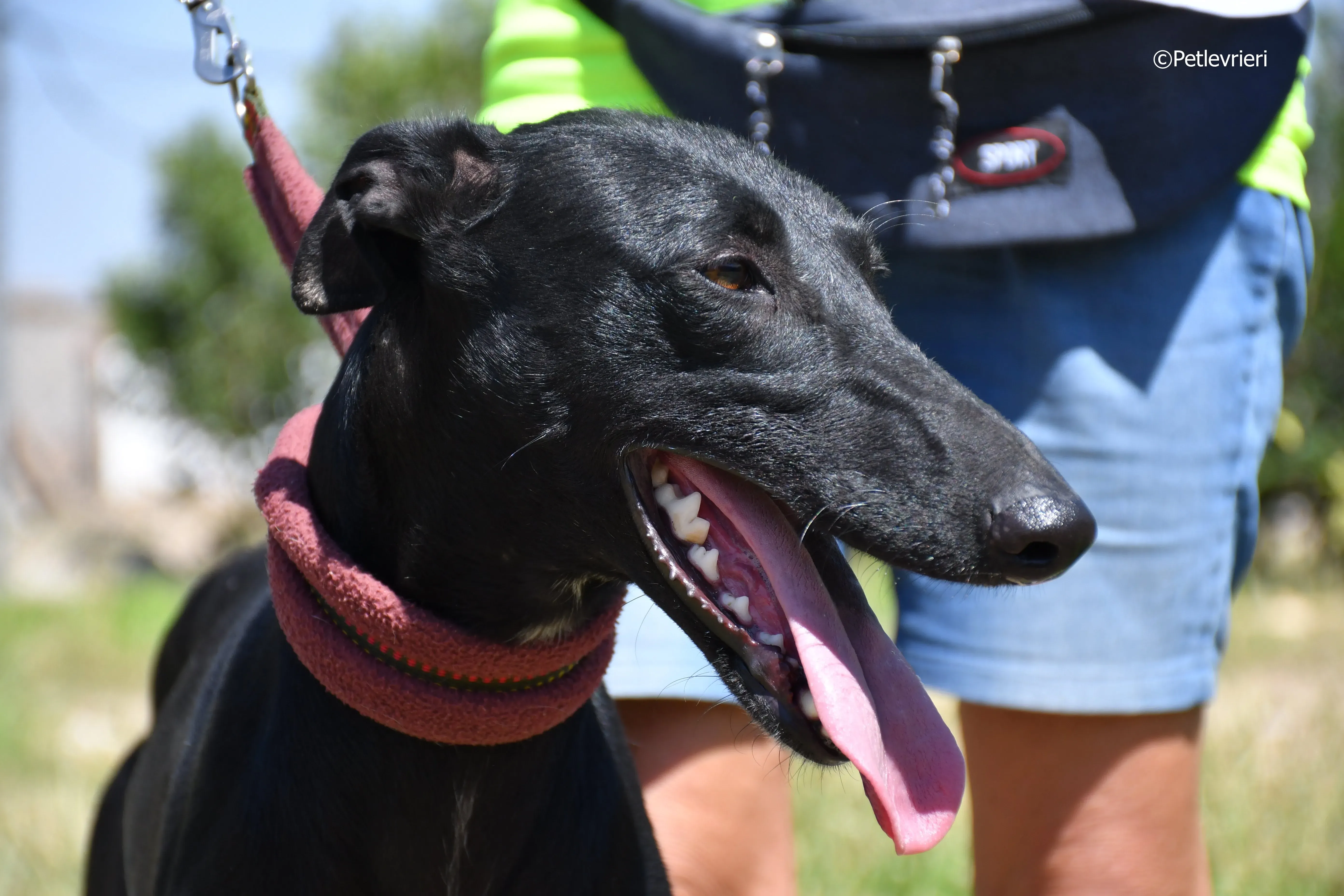 shamira adozione levrieri galgo 11