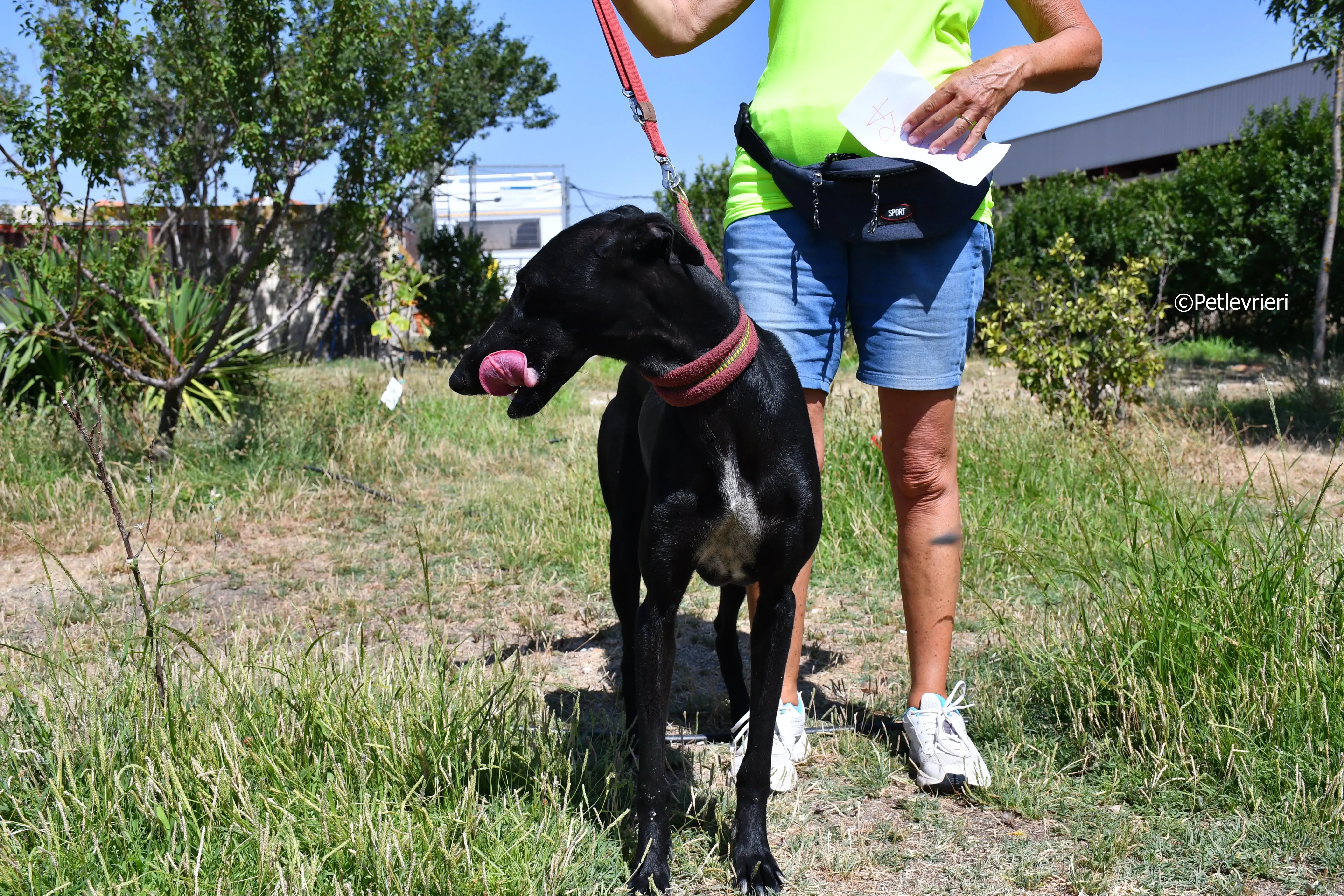 shamira adozione levrieri galgo 12