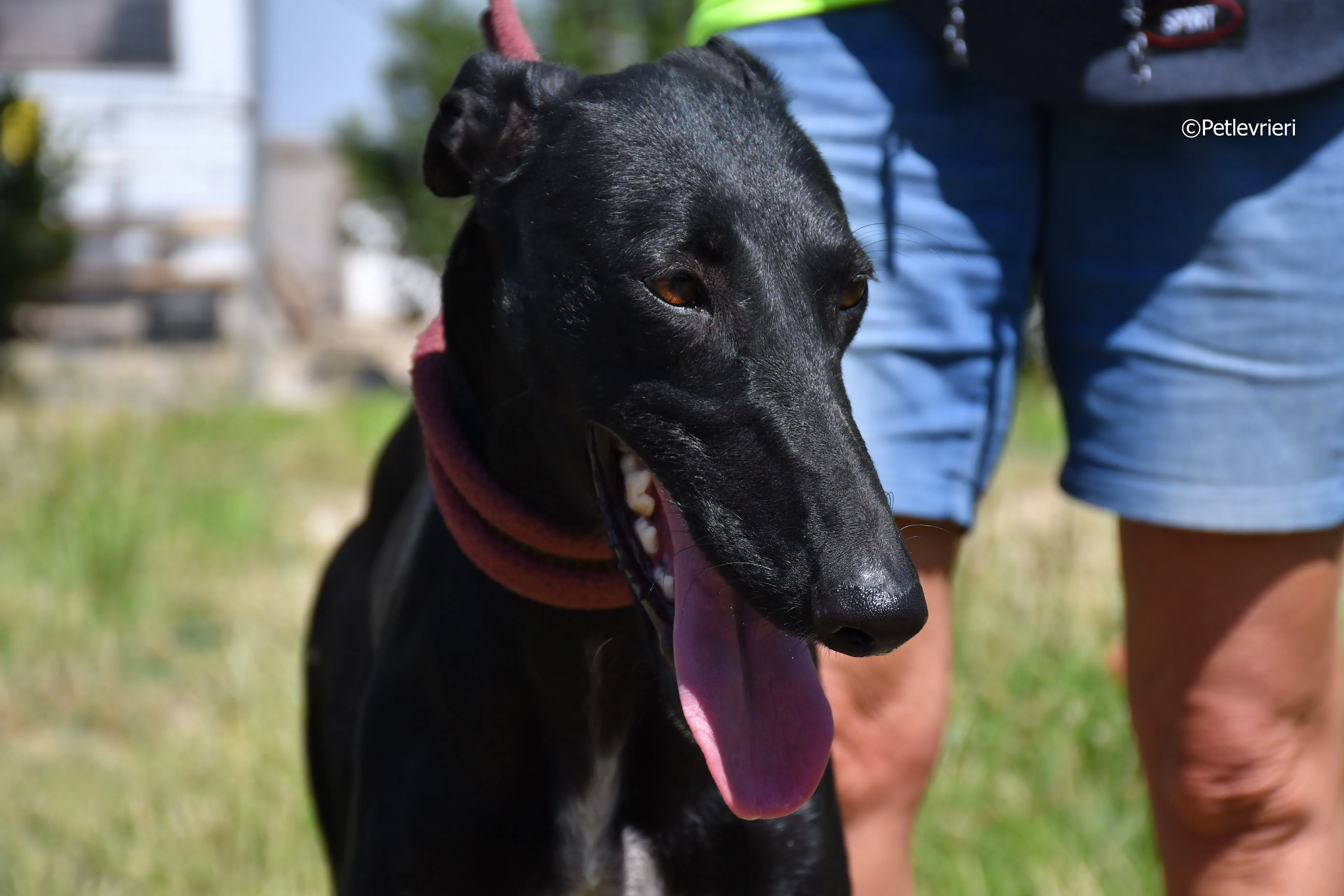 shamira adozione levrieri galgo 13