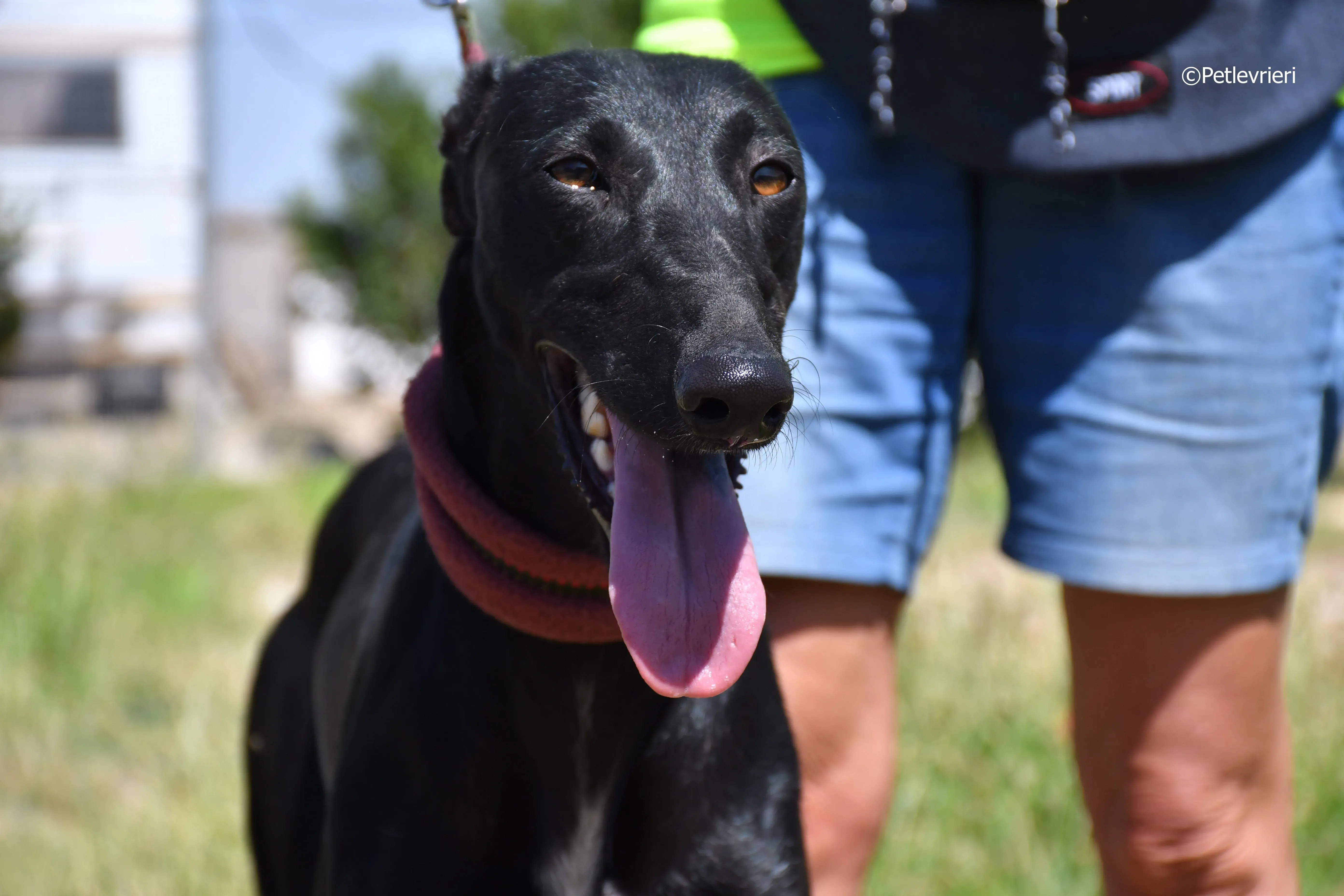 shamira adozione levrieri galgo 14