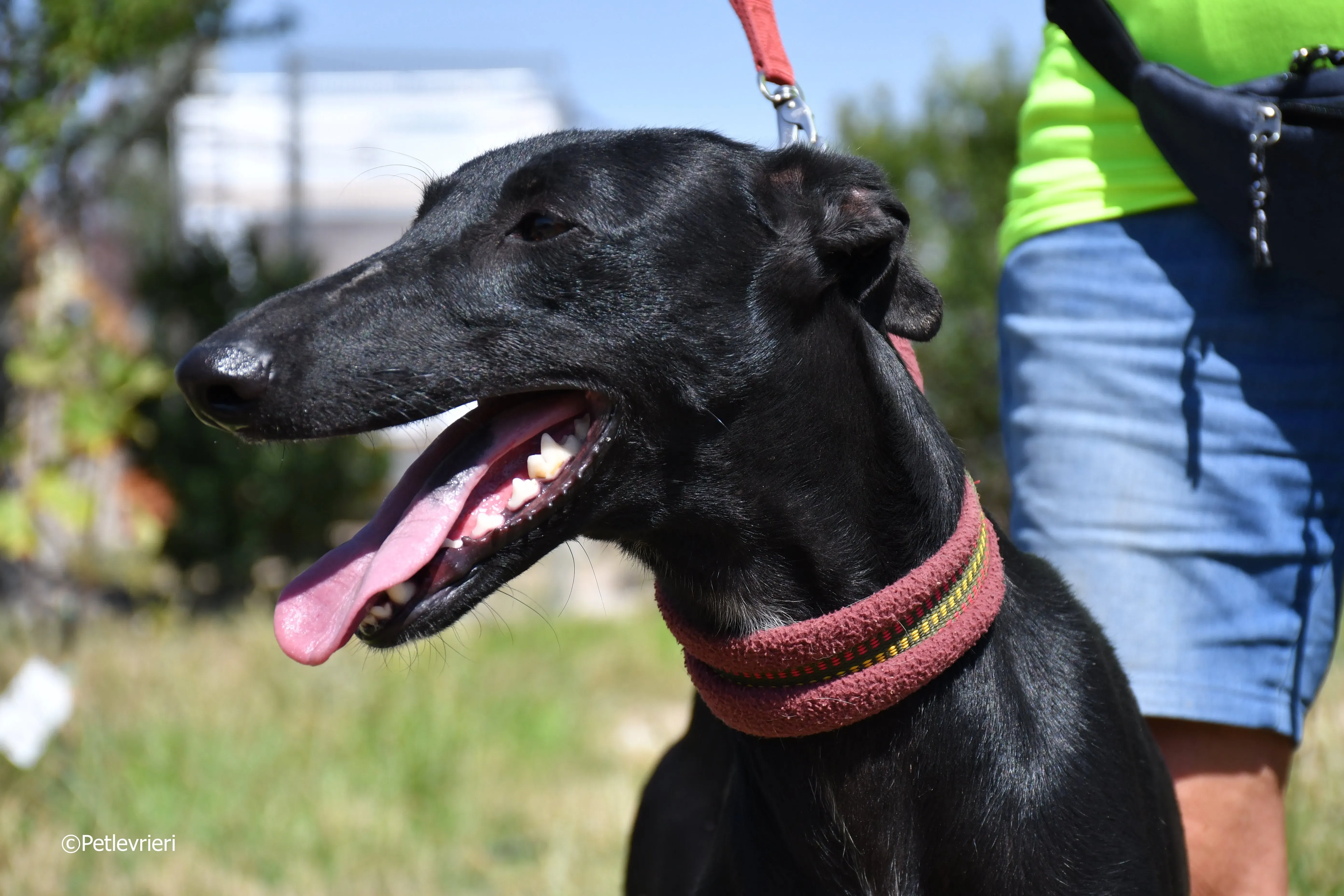 shamira adozione levrieri galgo 15