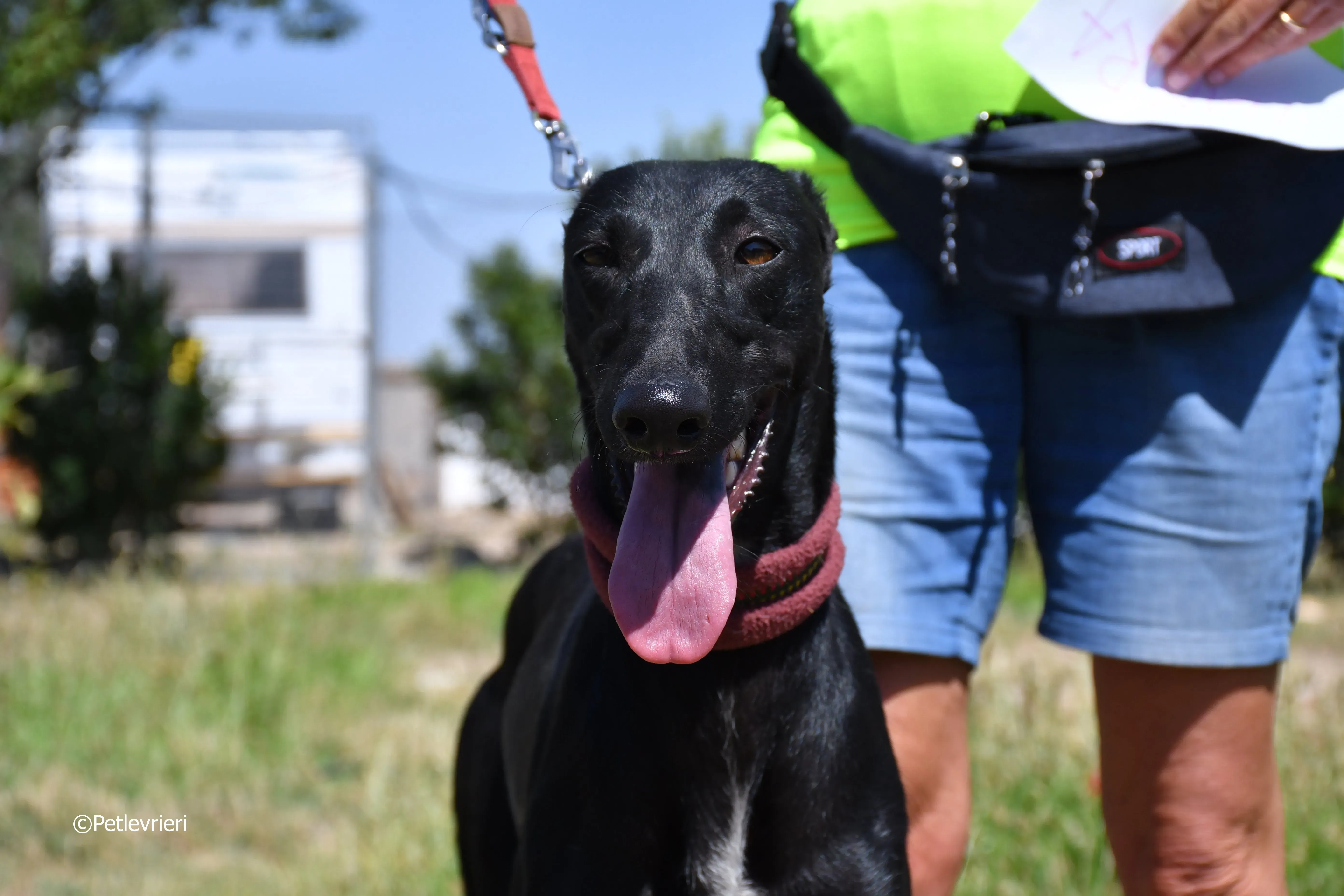 shamira adozione levrieri galgo 16