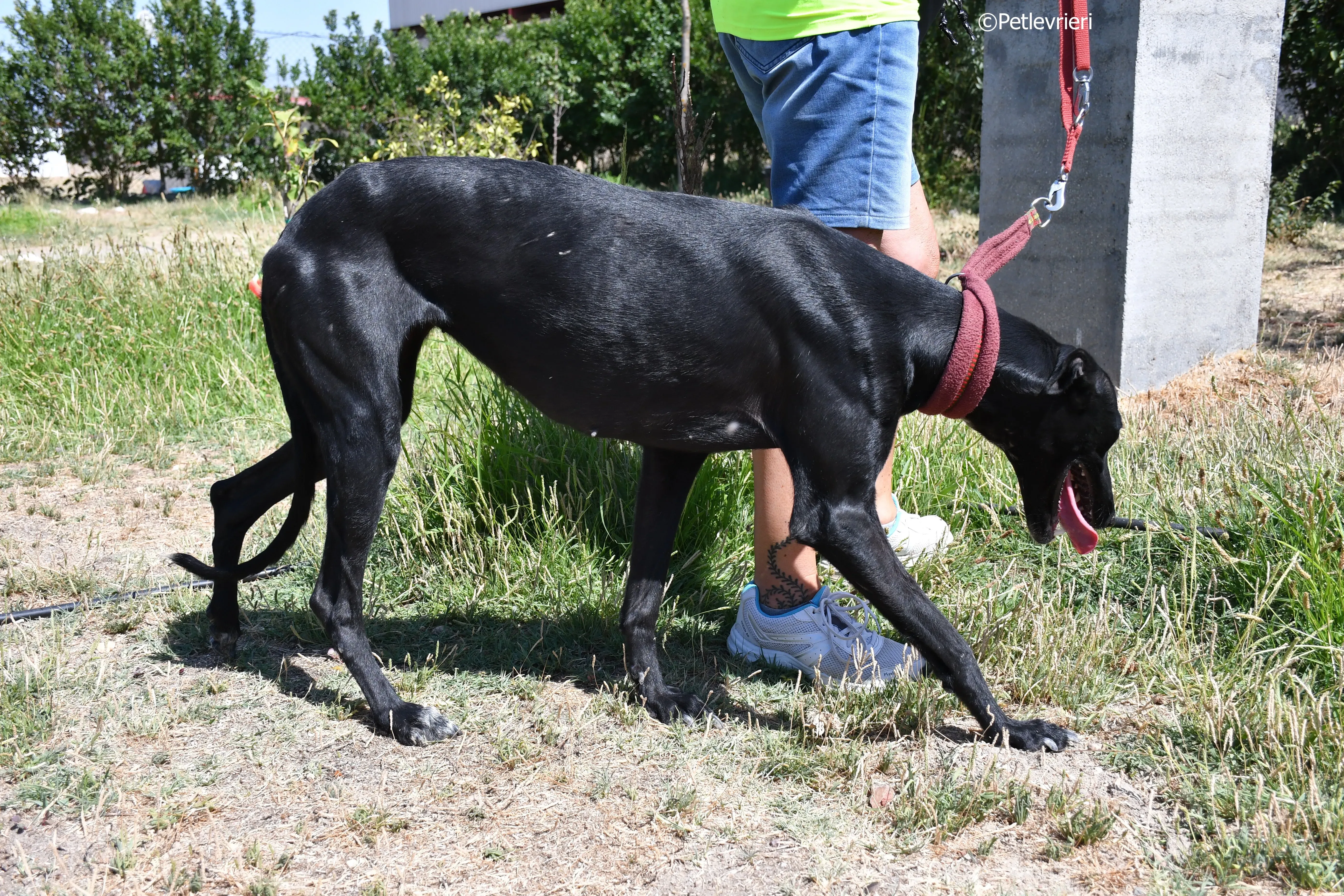 shamira adozione levrieri galgo 17